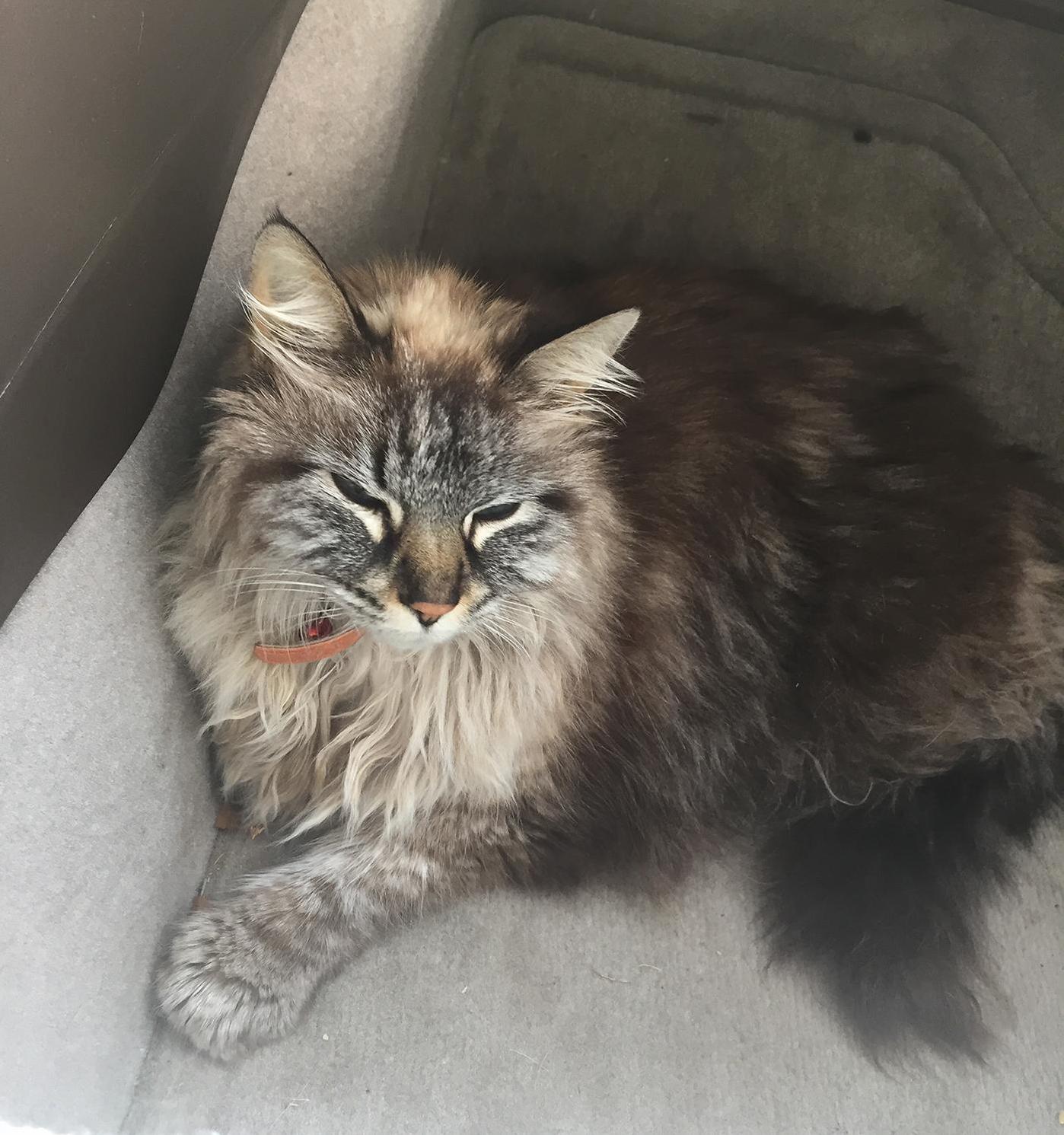 Found Her Lost and Working on Finding the Owner. What Breed of Cat Is She