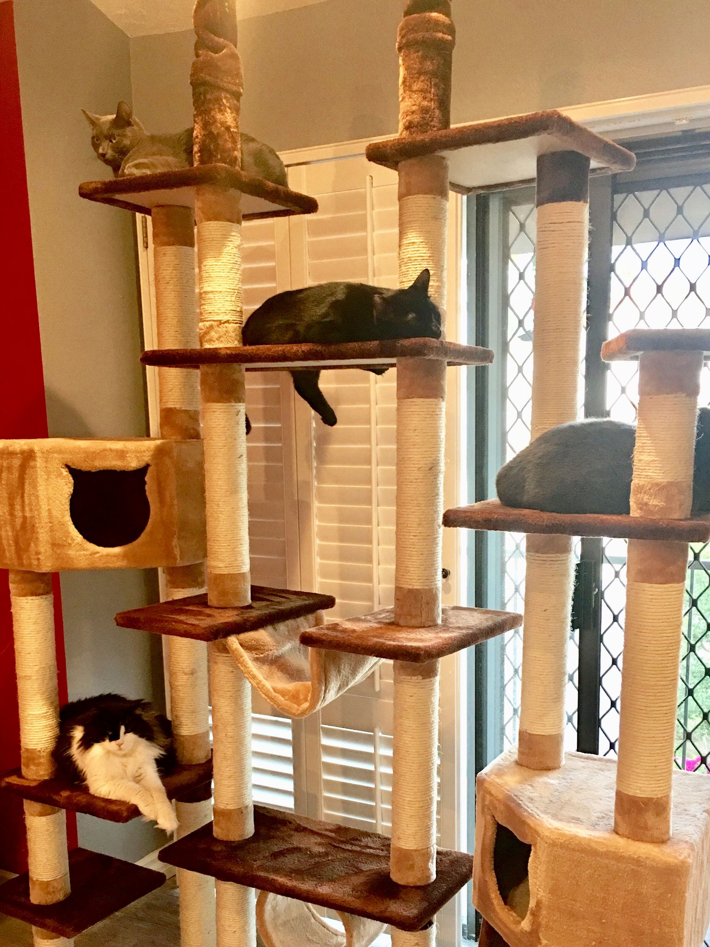 Four of My Furbabies Relaxing on Their Mansion