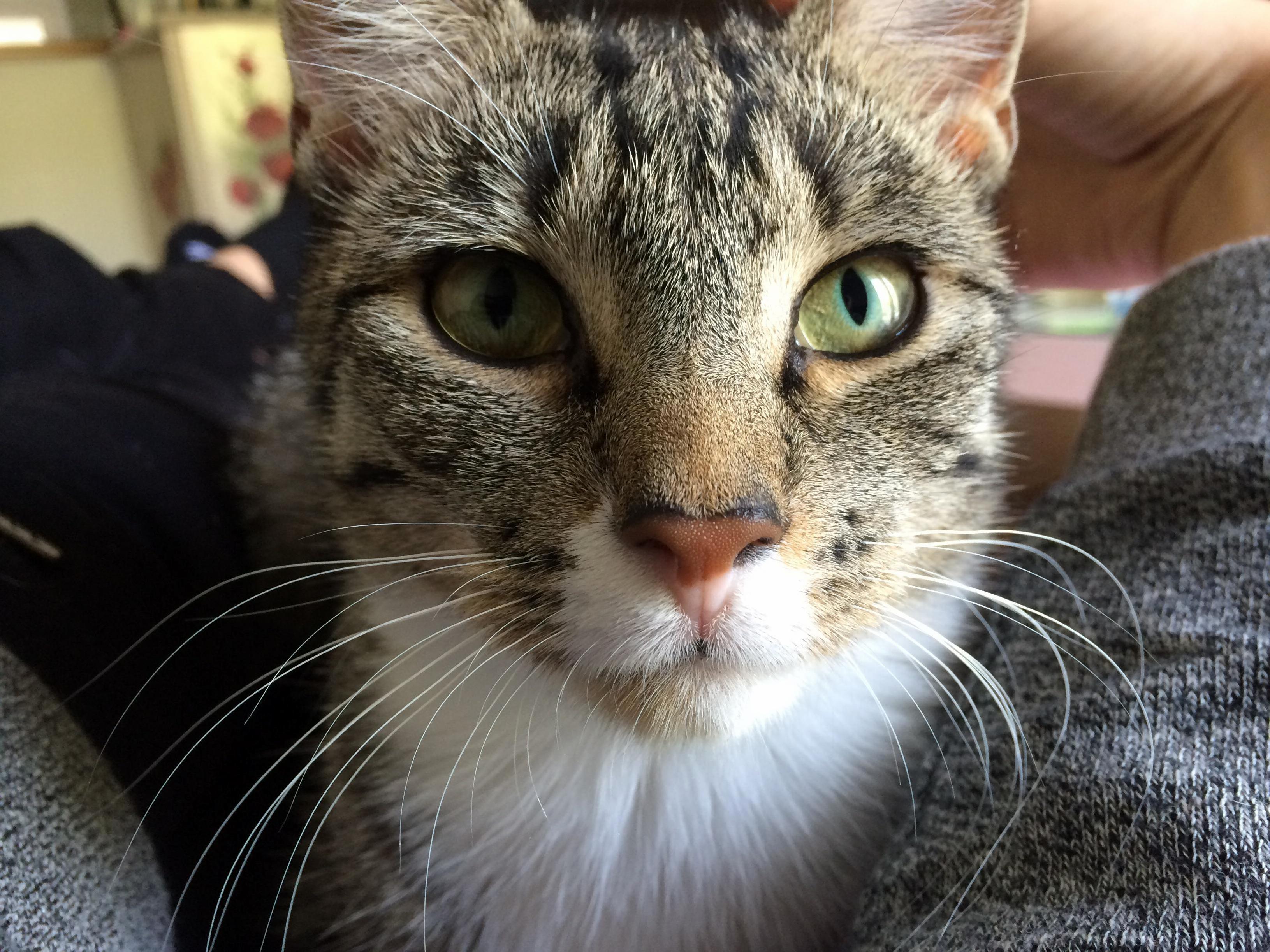 Franz-josef and Her Awesome Whiskers.