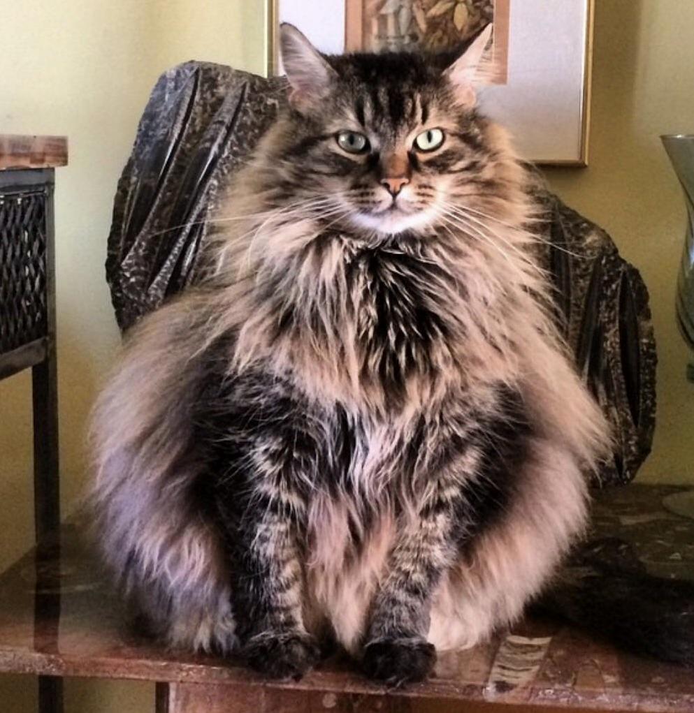 Fuzzy Wuzzy Bear