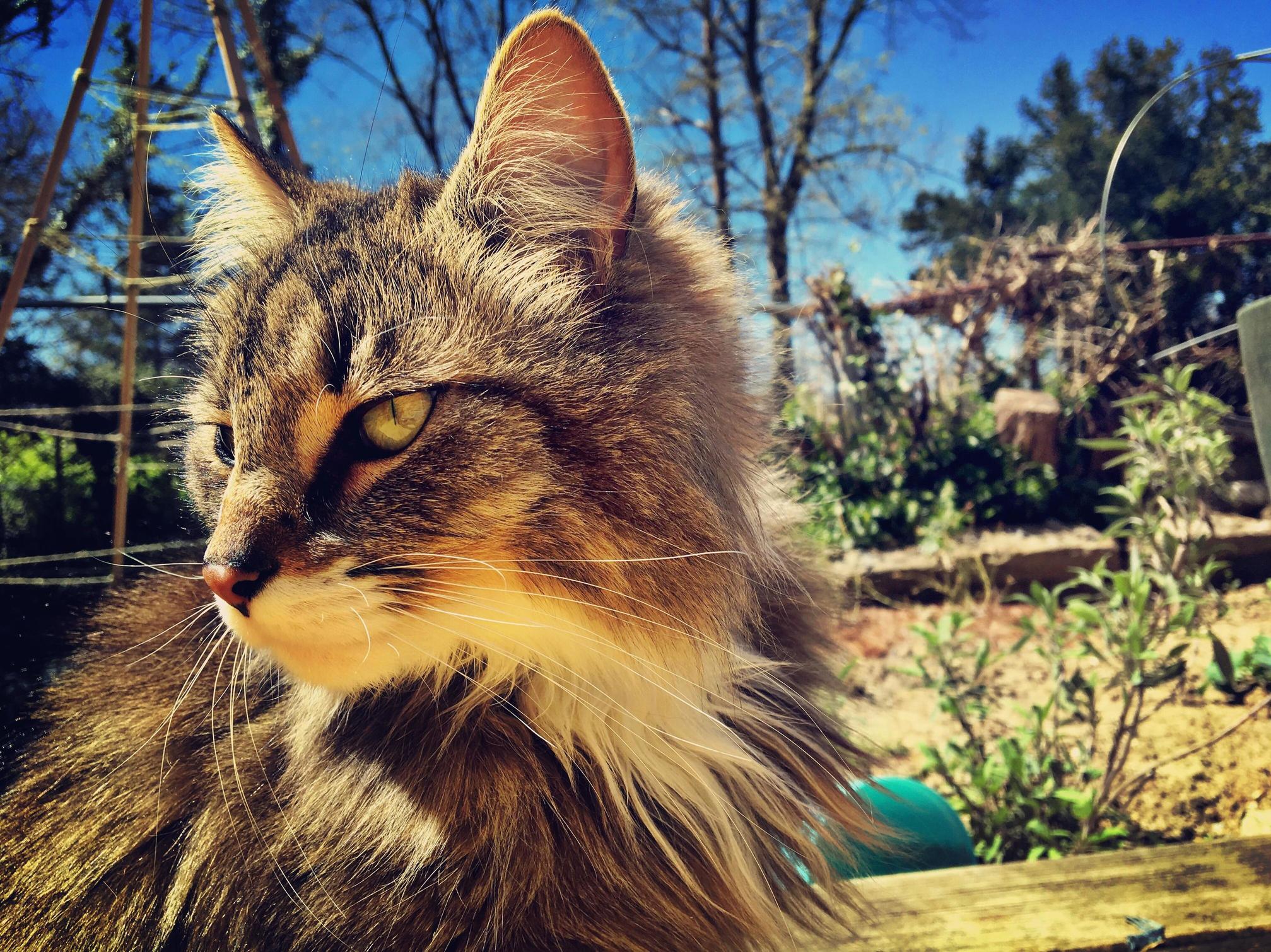 Garden Cat Champignon