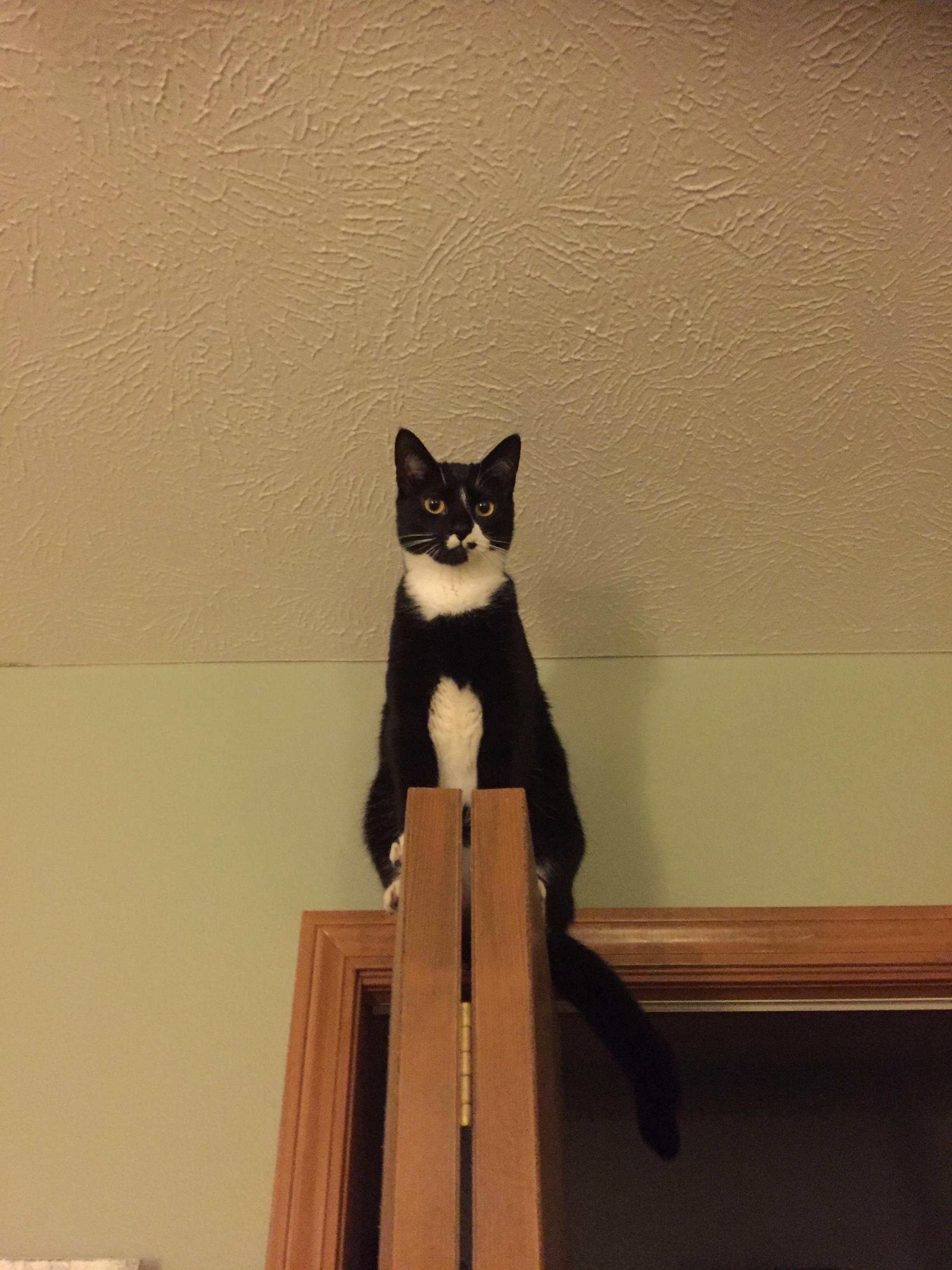 Gazing Upon Her Minions Below