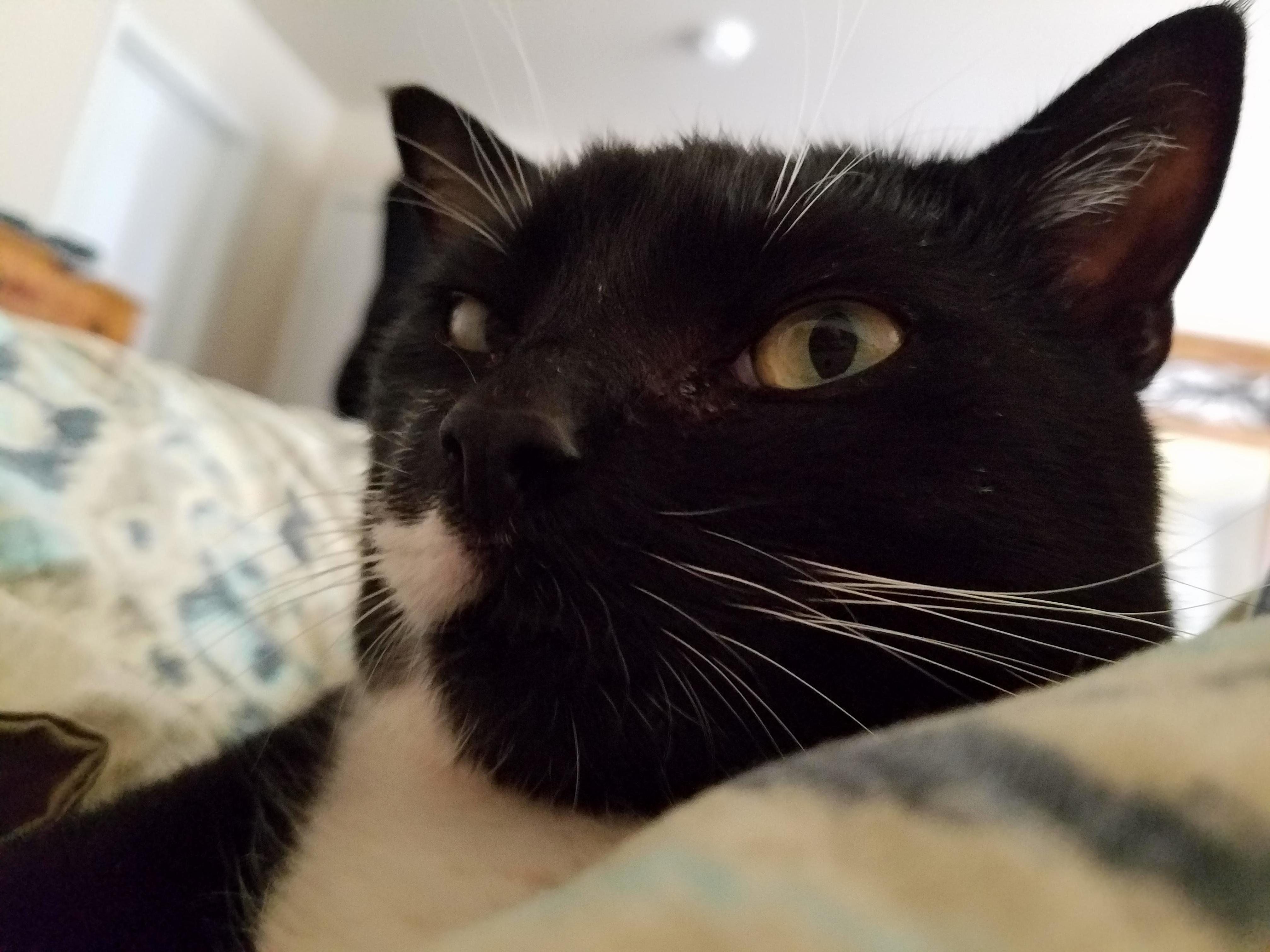 Getting Snuggled by This Loving Half -Mustached Girl This Morning. Im Lucky She Picked Me.