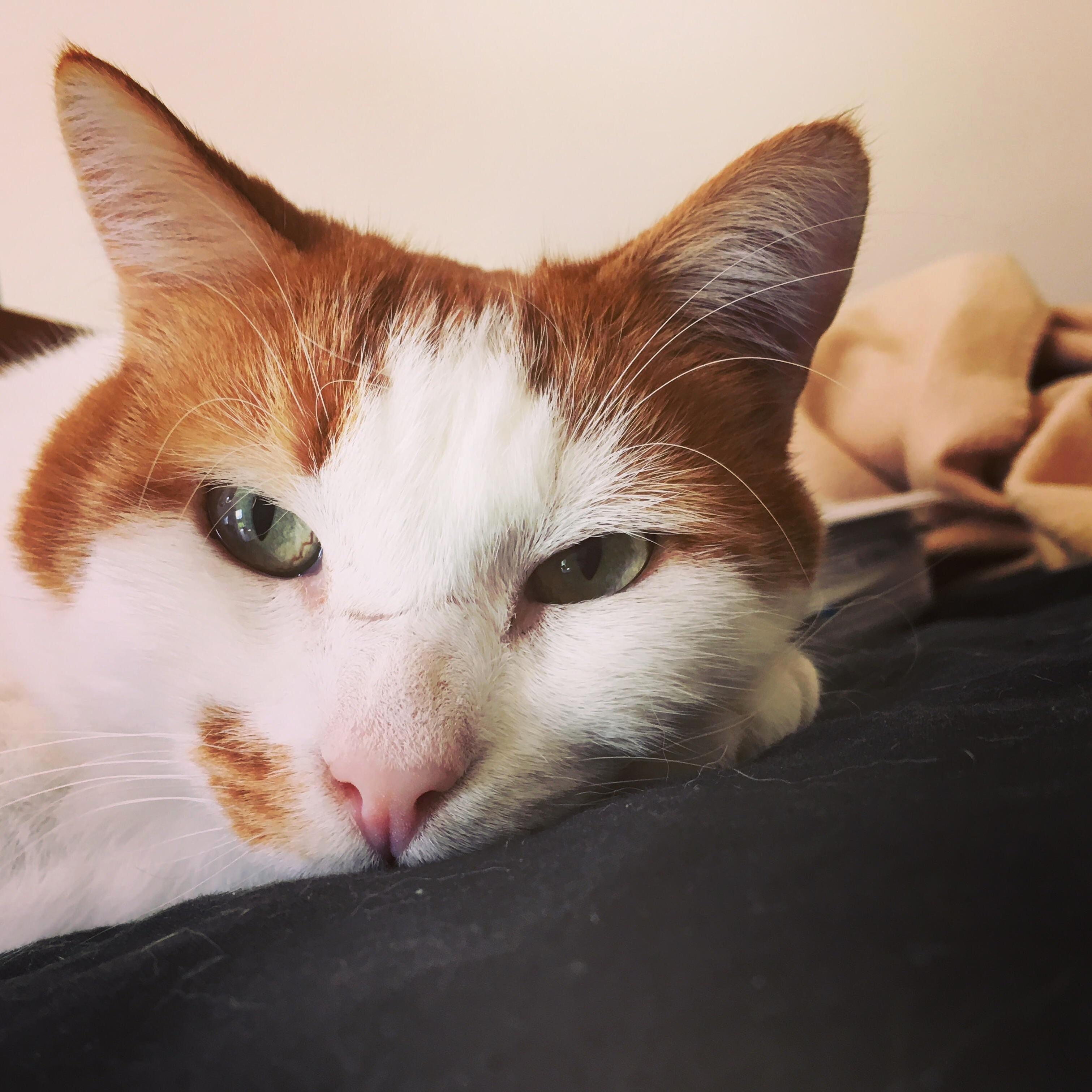 Glamour Puss