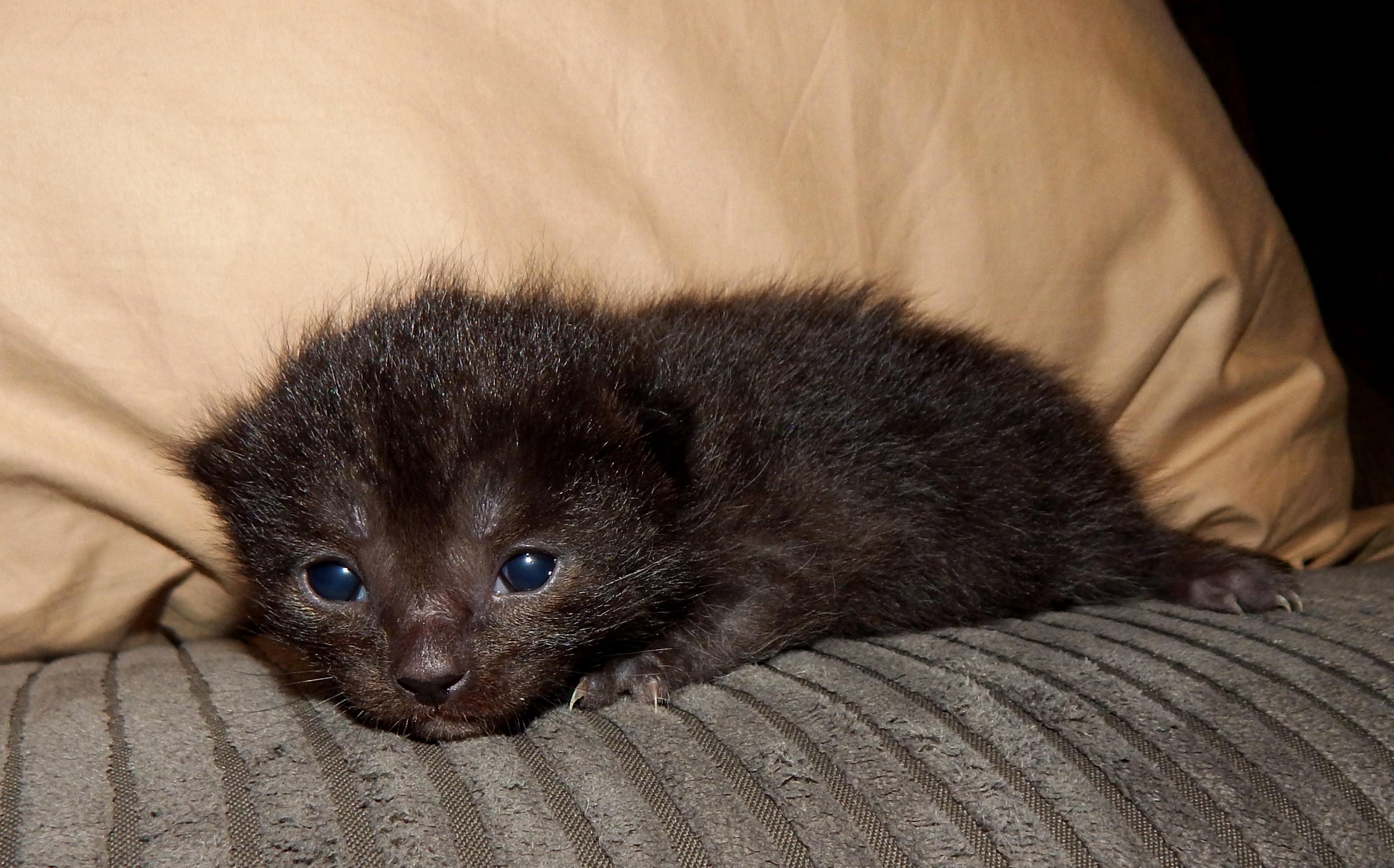 Going to Be a Dad Meet My Soon-to-be Cat. Shes an All Back Russian Blue 4 Weeks Old .