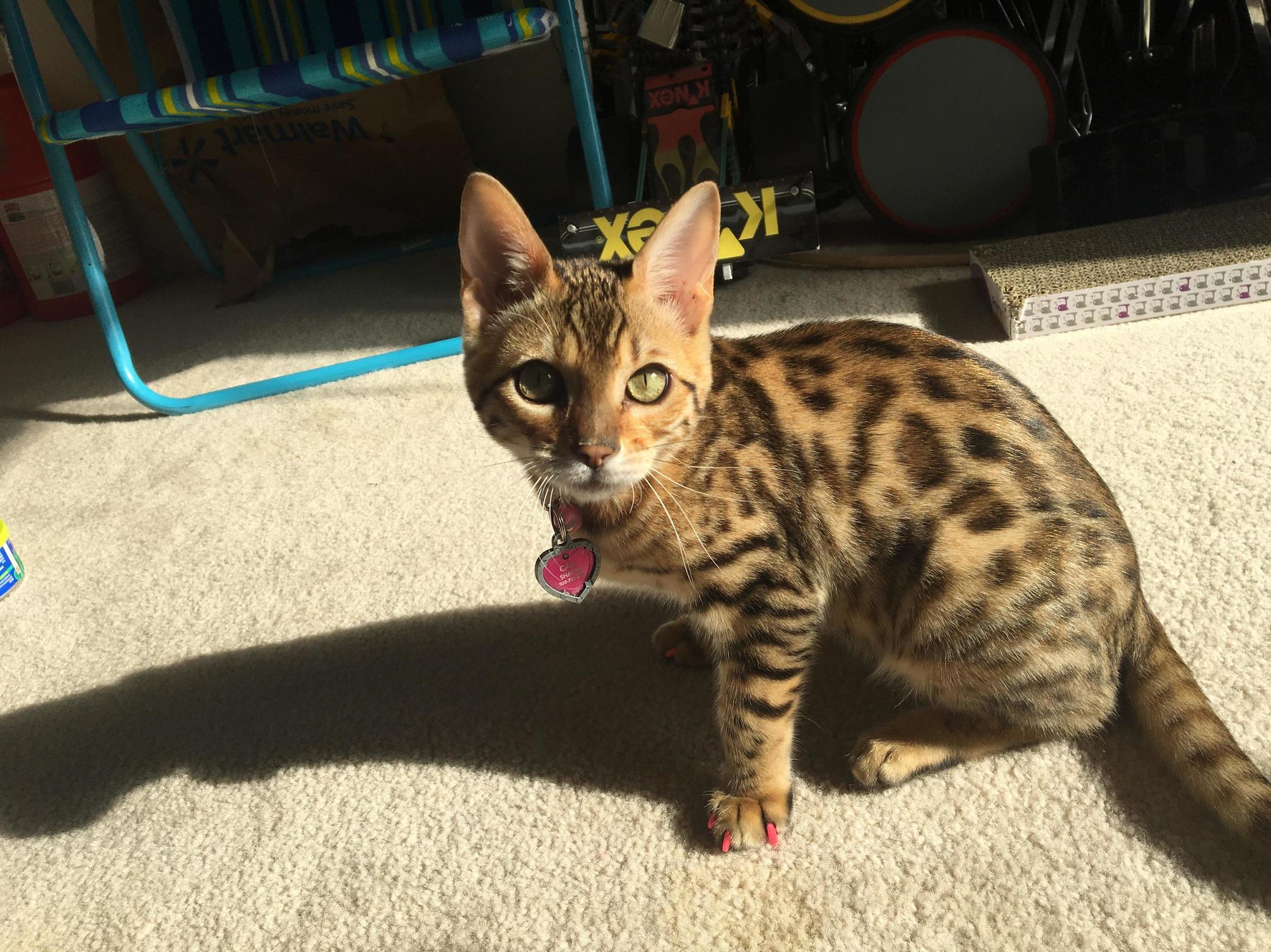 Gorgeous Rajah Who Im Watching Over Break Xpost from Raww