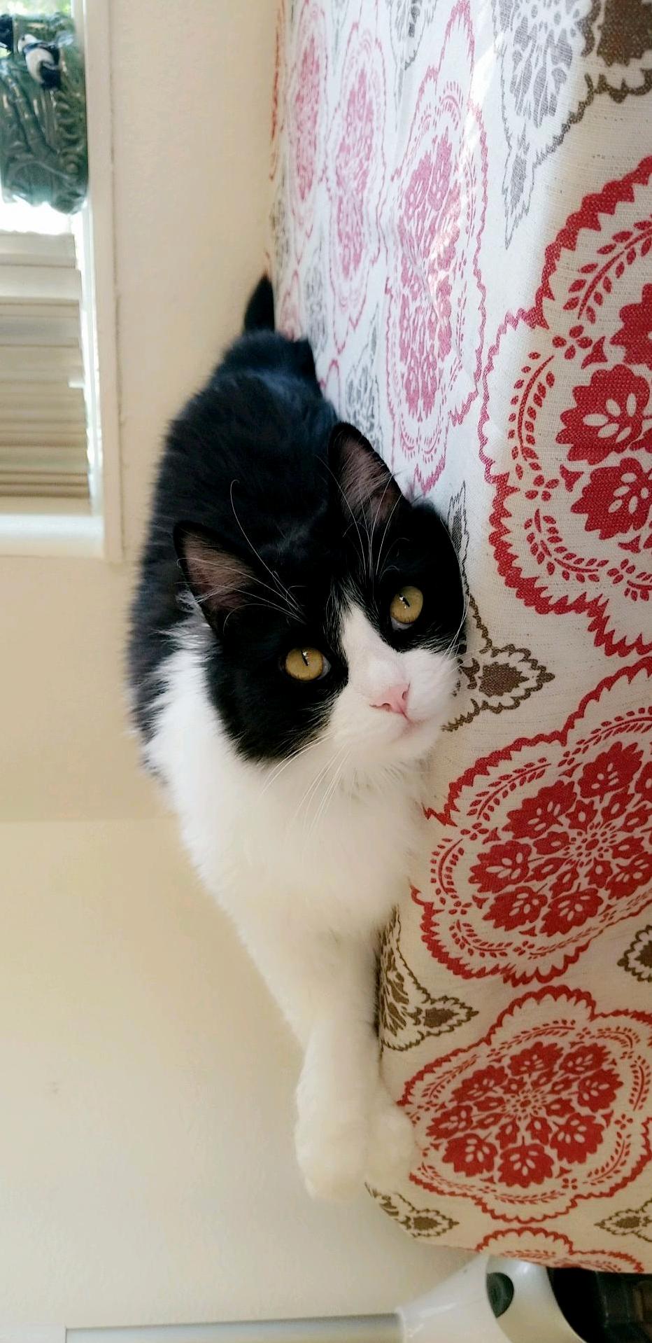 Got a New Tablecloth This Girl Wont Stop Rolling on It.