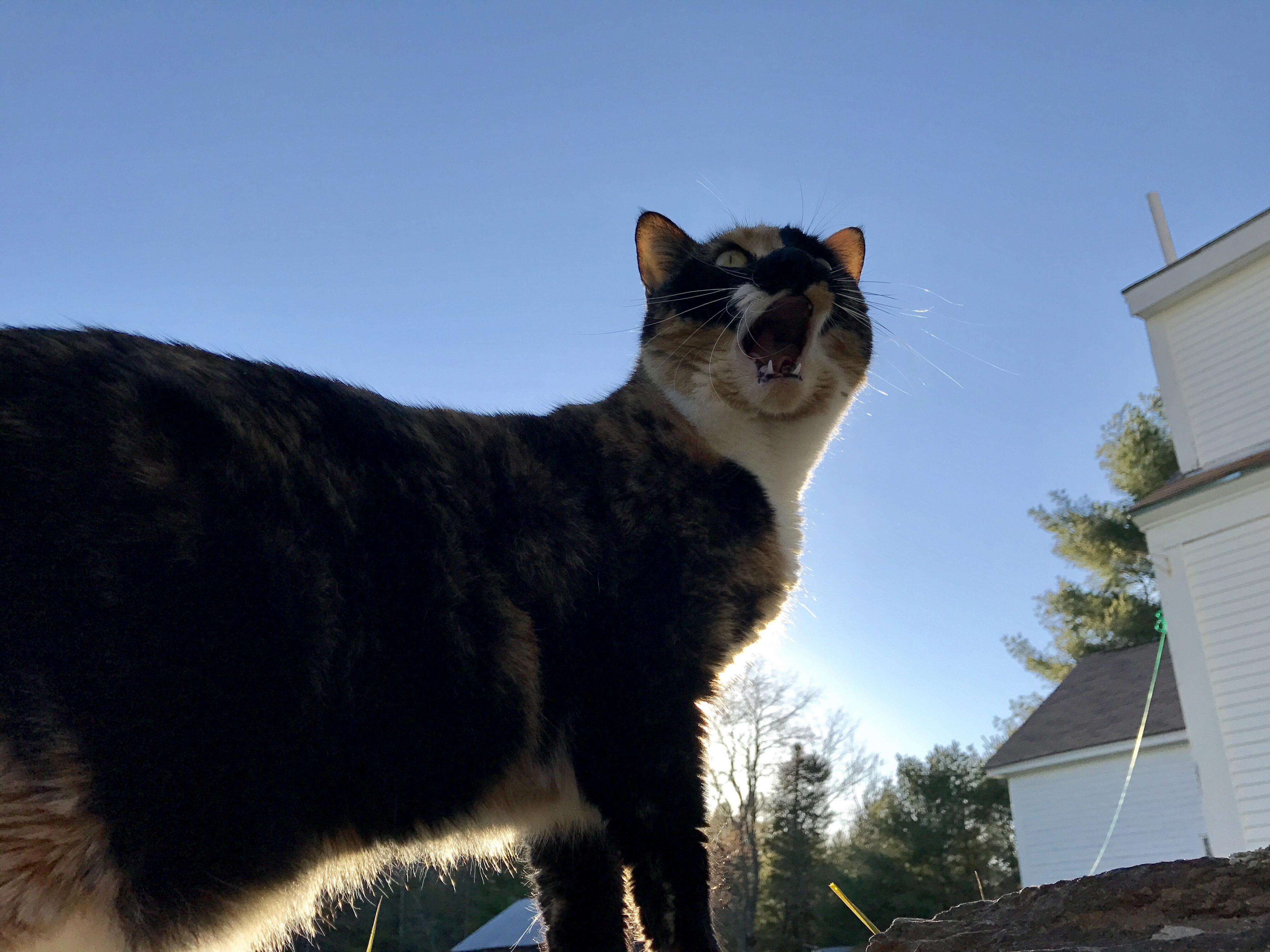 Got Her Mid Yawn Looks Like Shes Shocked.