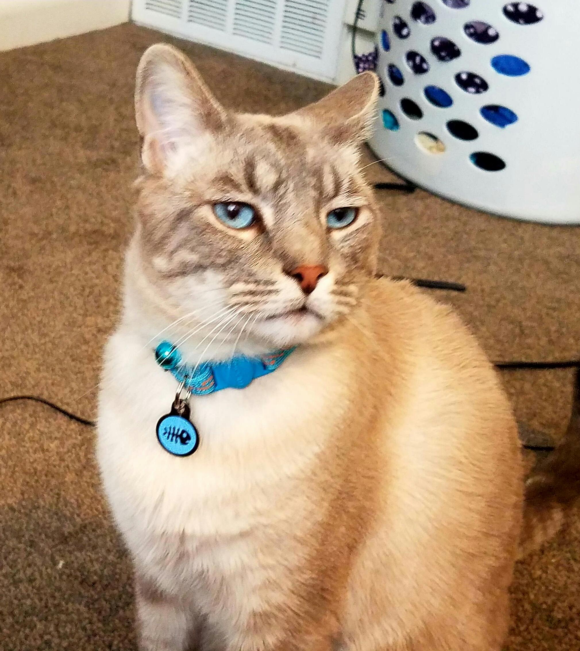 Got Him a New Collar. He Looks... Well He Looks Like He Always Looks.