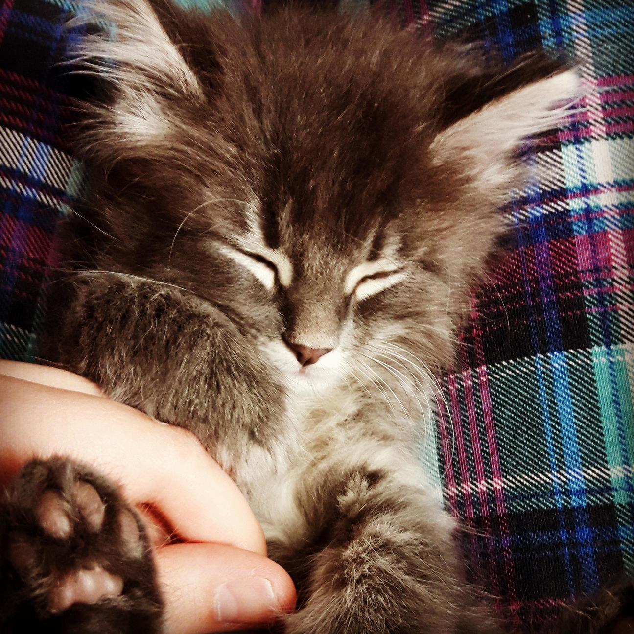 Got This Little Guy 3 Days Ago His Name Is Draco.