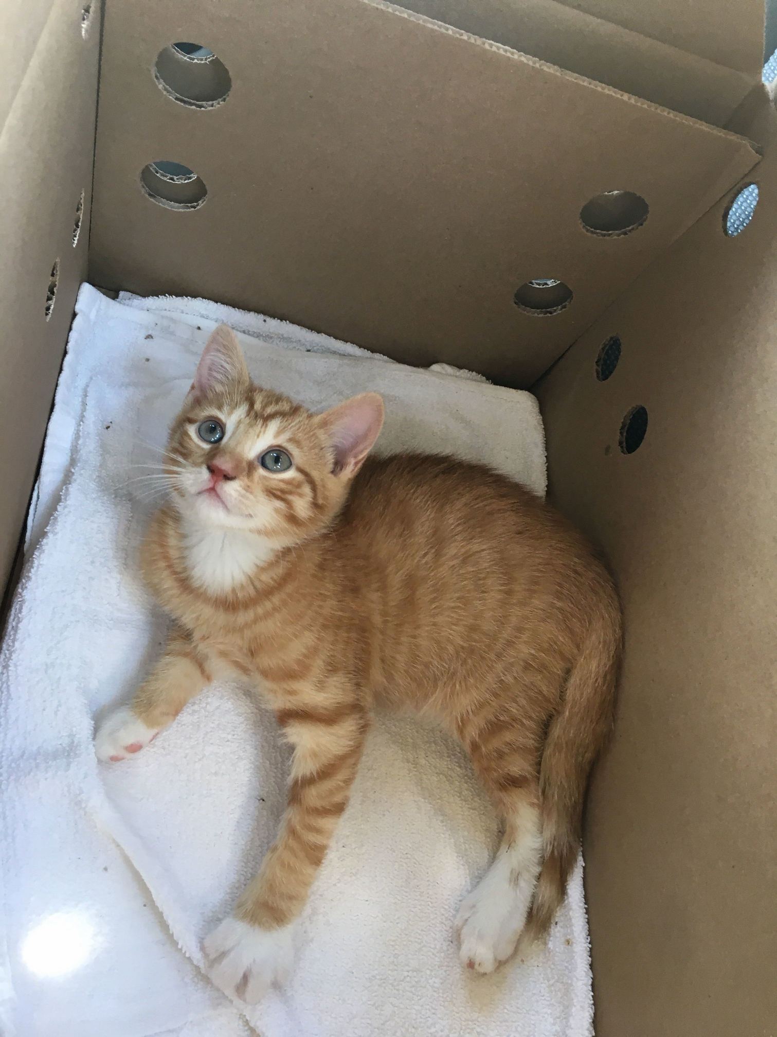 Got This Precious Little One Today