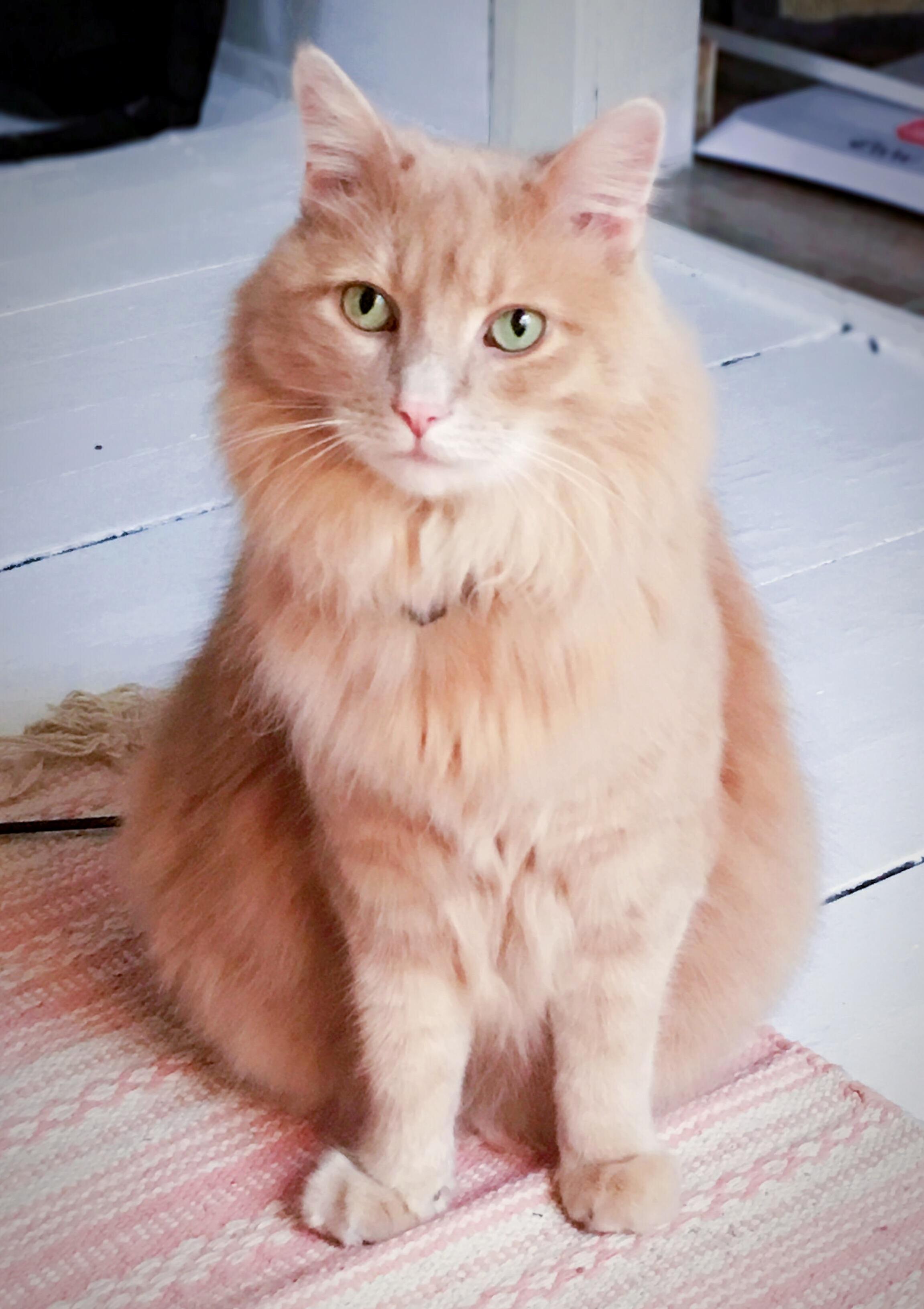 Green Eyes and a Handsome Pose.