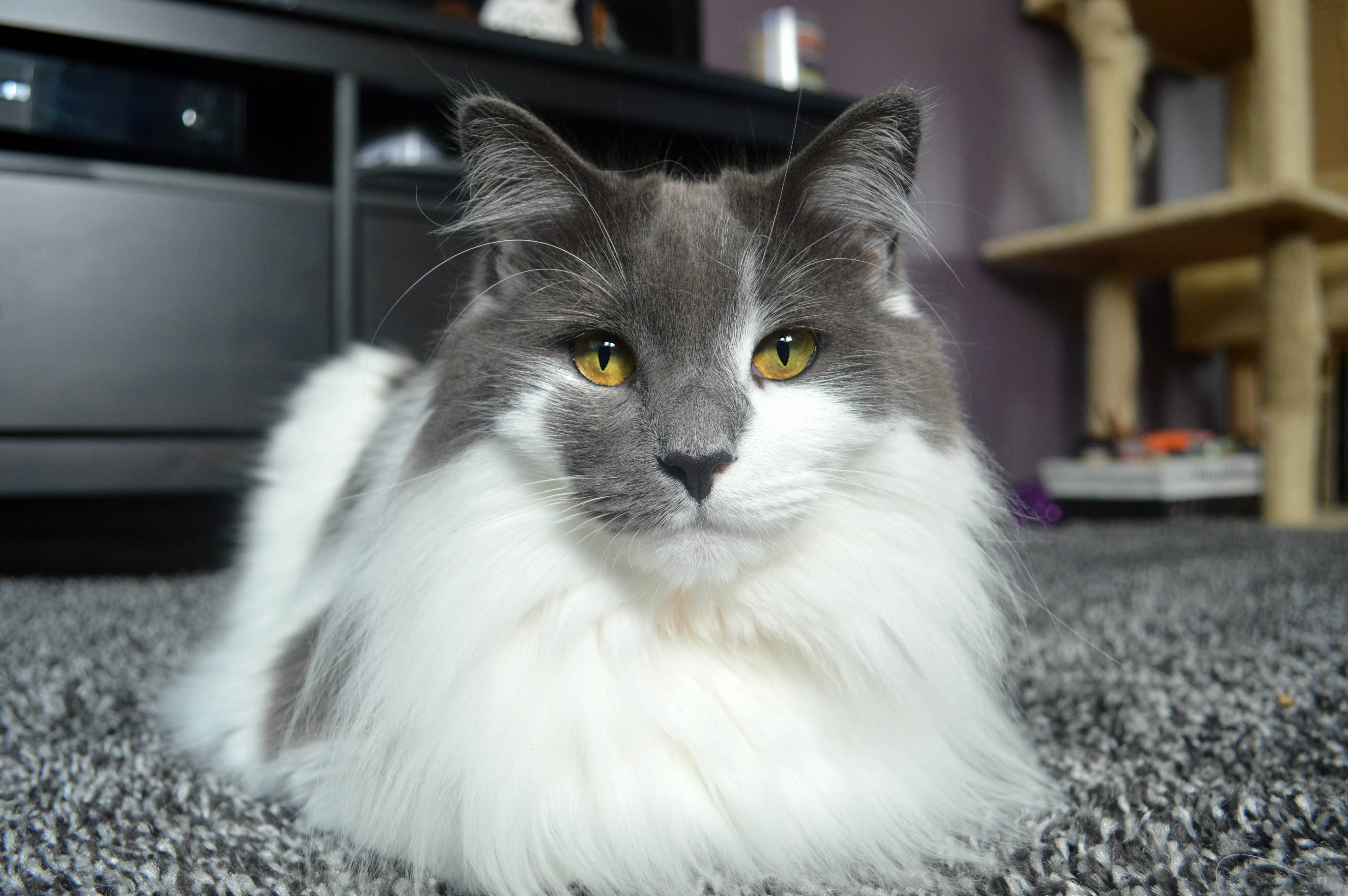 Grooming a Long Haired Cat