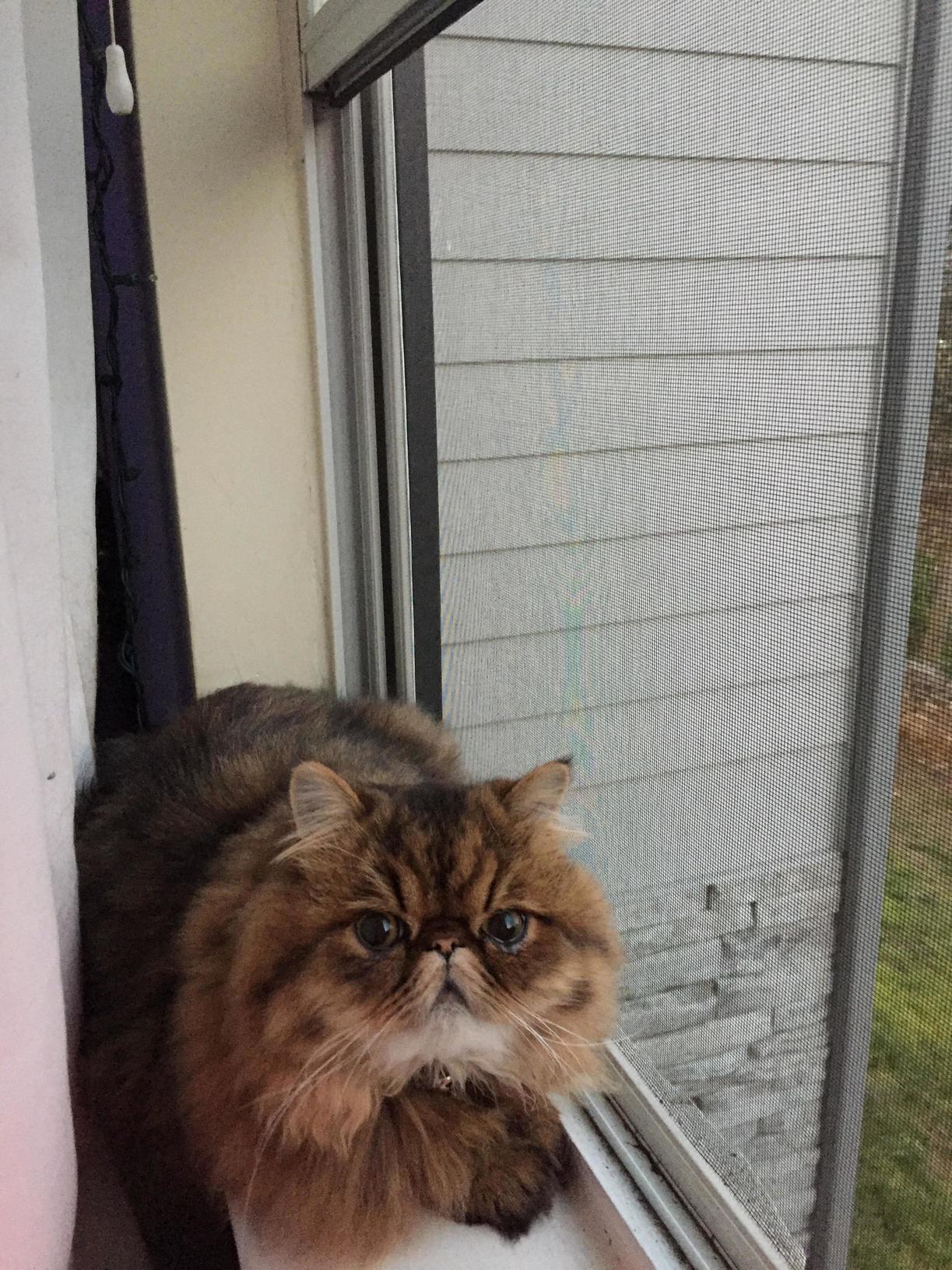 Grumpy Mister Sherman