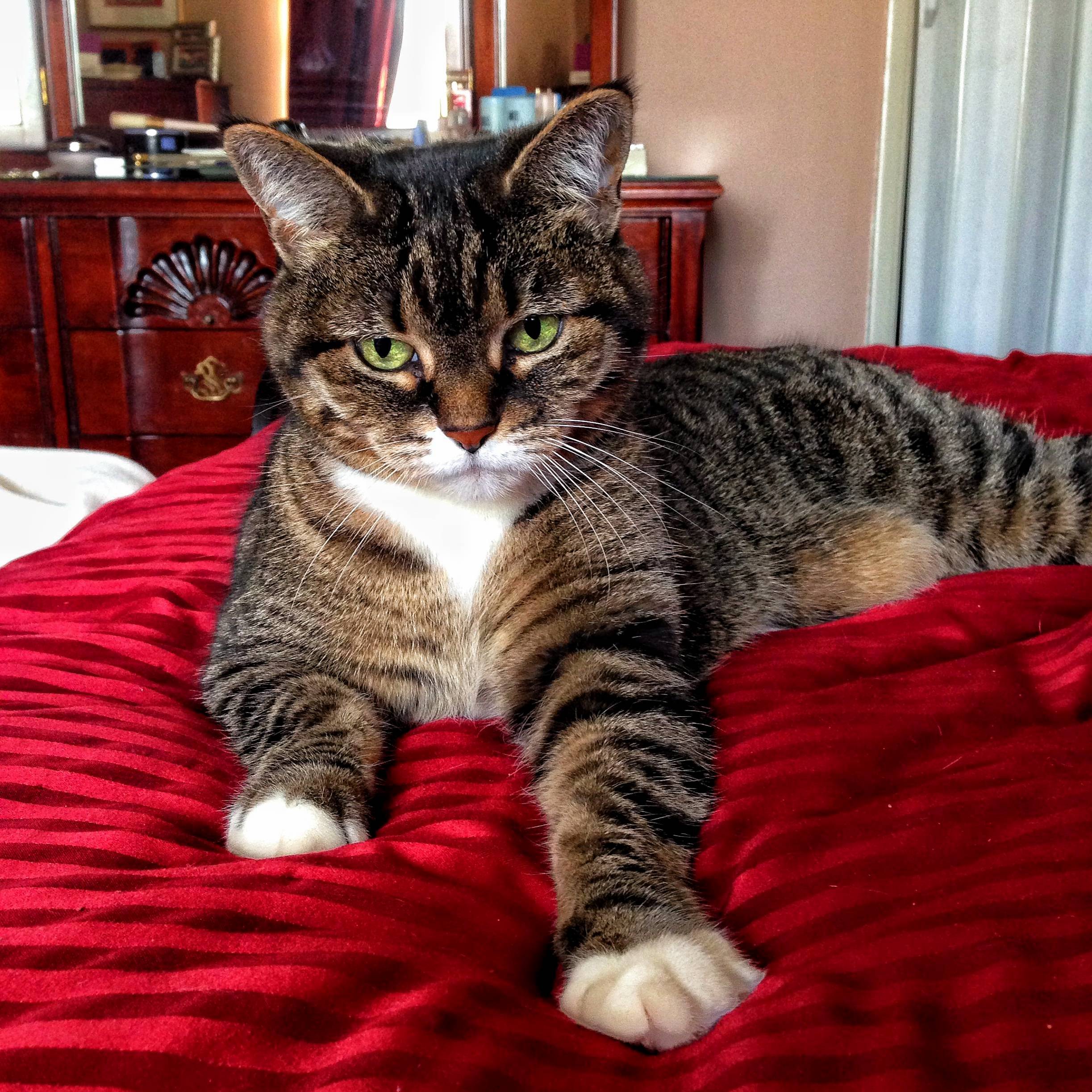 Had to Say Farewell to Our Furry Friend Tonight. We Took Her in Off the Streets 15 Years Ago. Say Goodnight to Charlie.