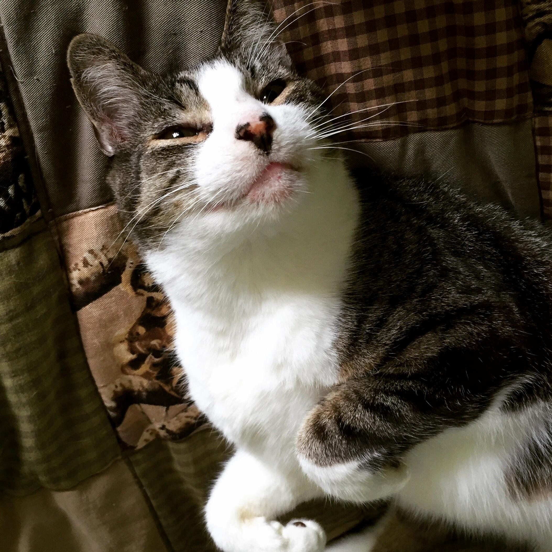 Had to Say Goodbye to Howard a Very Good Boy of 16 Years a Few Weeks Ago. Just Wanted to Share One of My Favorite Pictures of Him.
