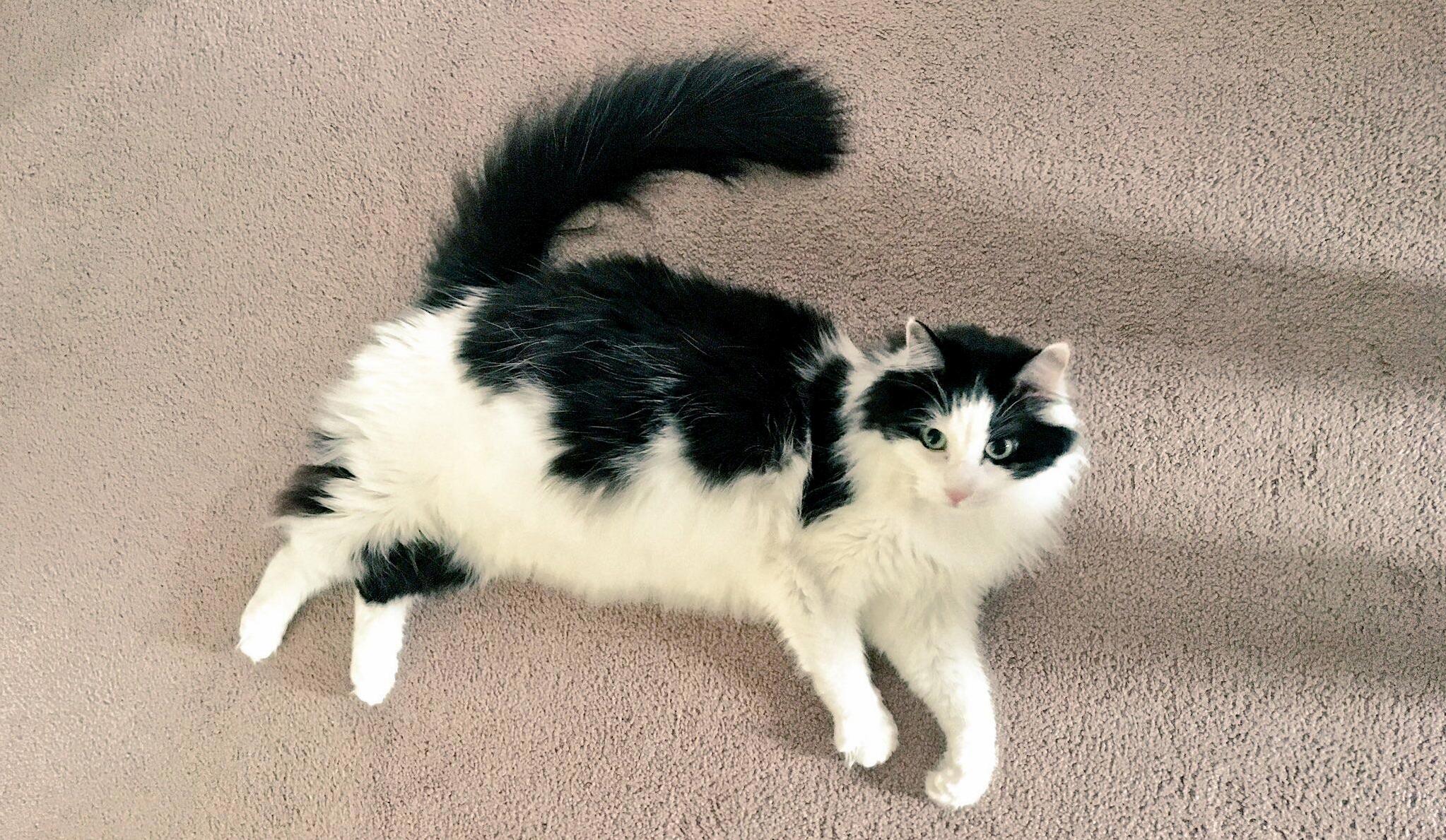 Happy Caturday from My Girl Who Turned 4 This Week