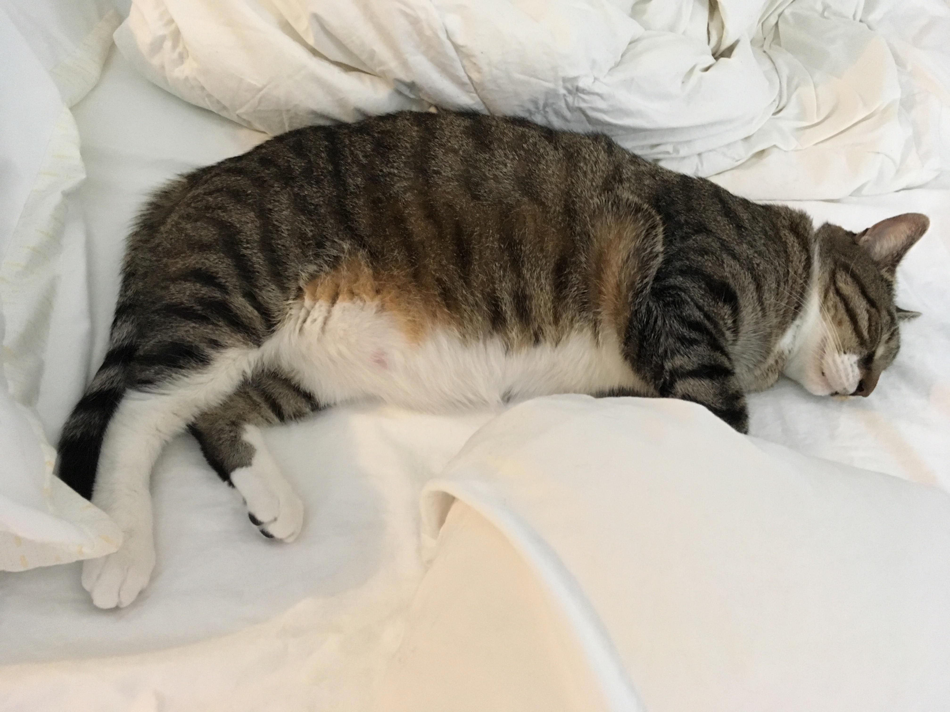 Happy Caturday