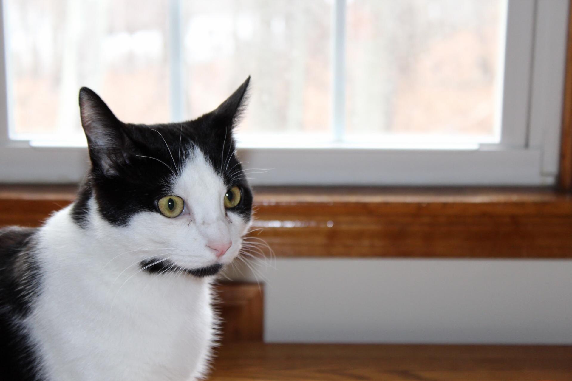 Happy First Birthday to My Curious Little Cat