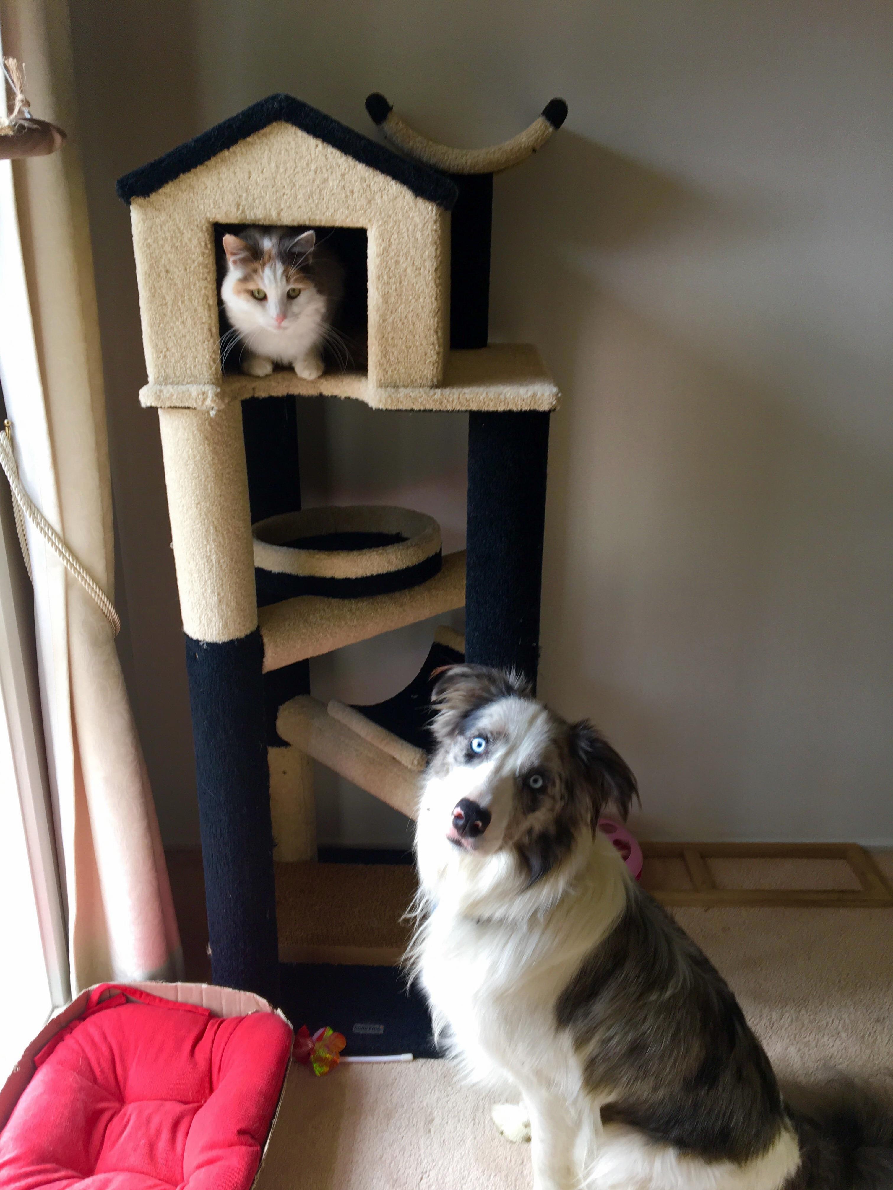 Hates Other Cats Tolerates Dogs