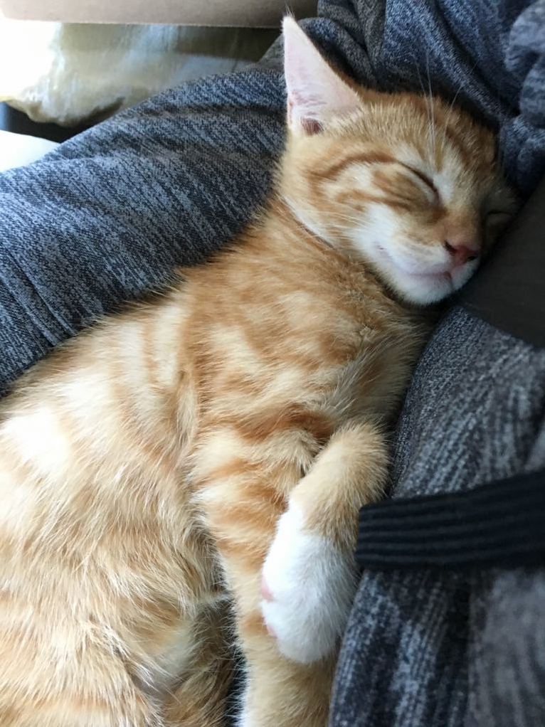 He Fell Asleep in My Arms on the Car Ride to His New Home
