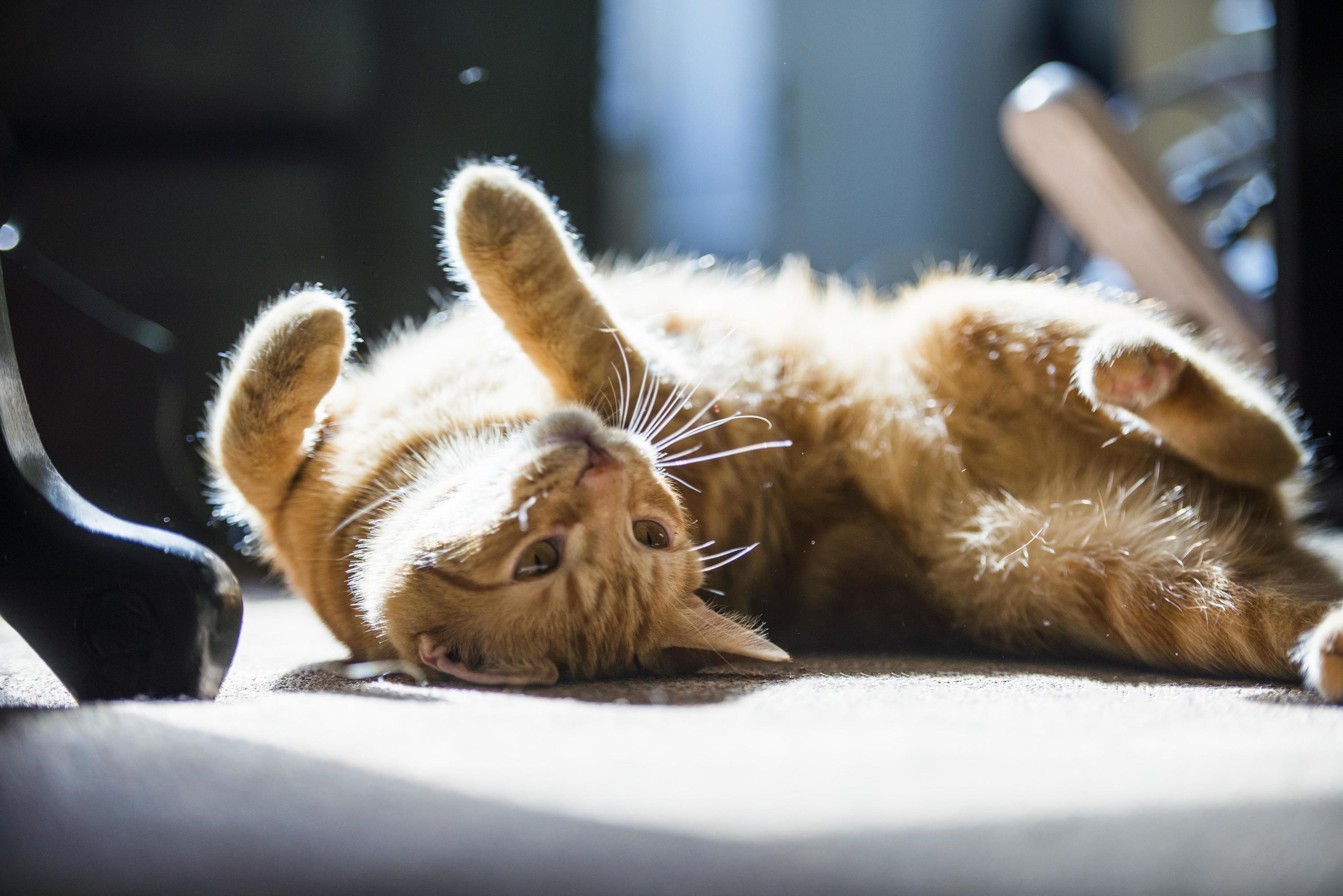 He Found the Purfect Spot of Sunlight.