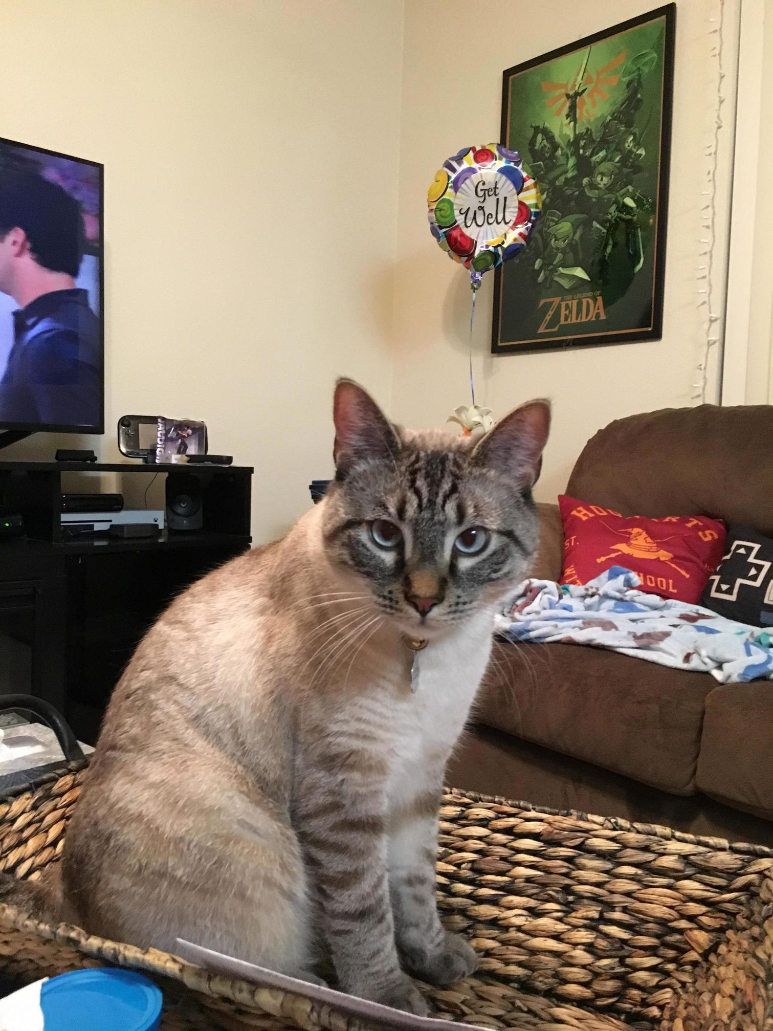 He Kept Me Company After My Surgery