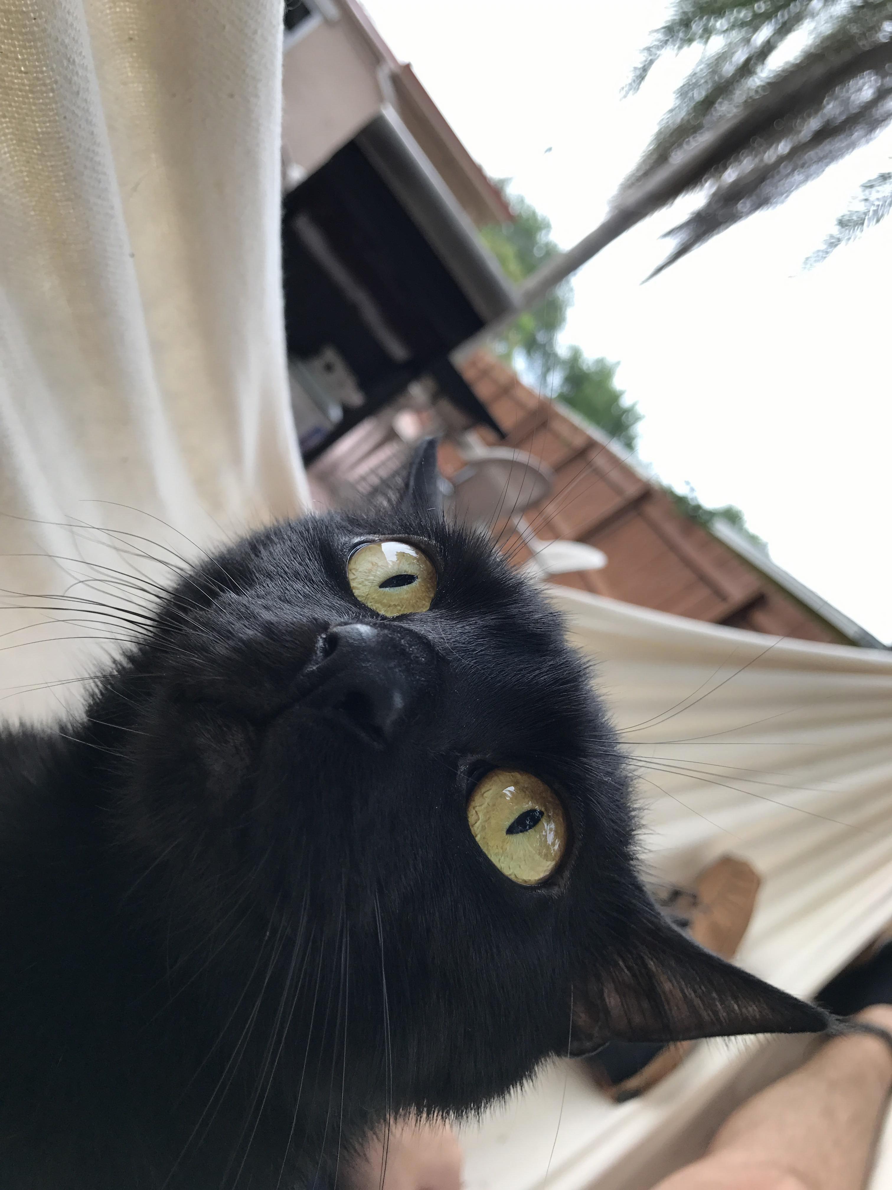 He Loves Hammocks