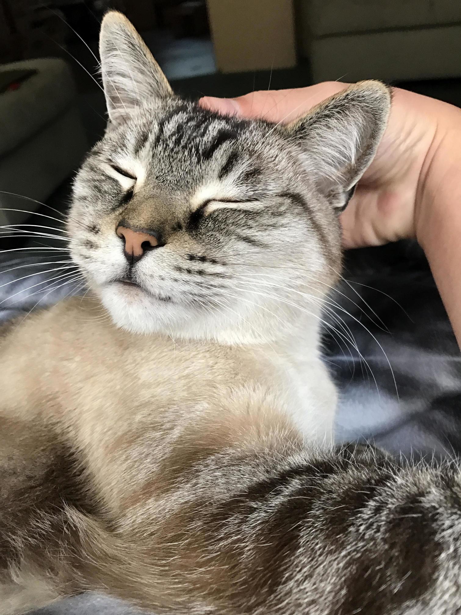 He Loves Head Rubs
