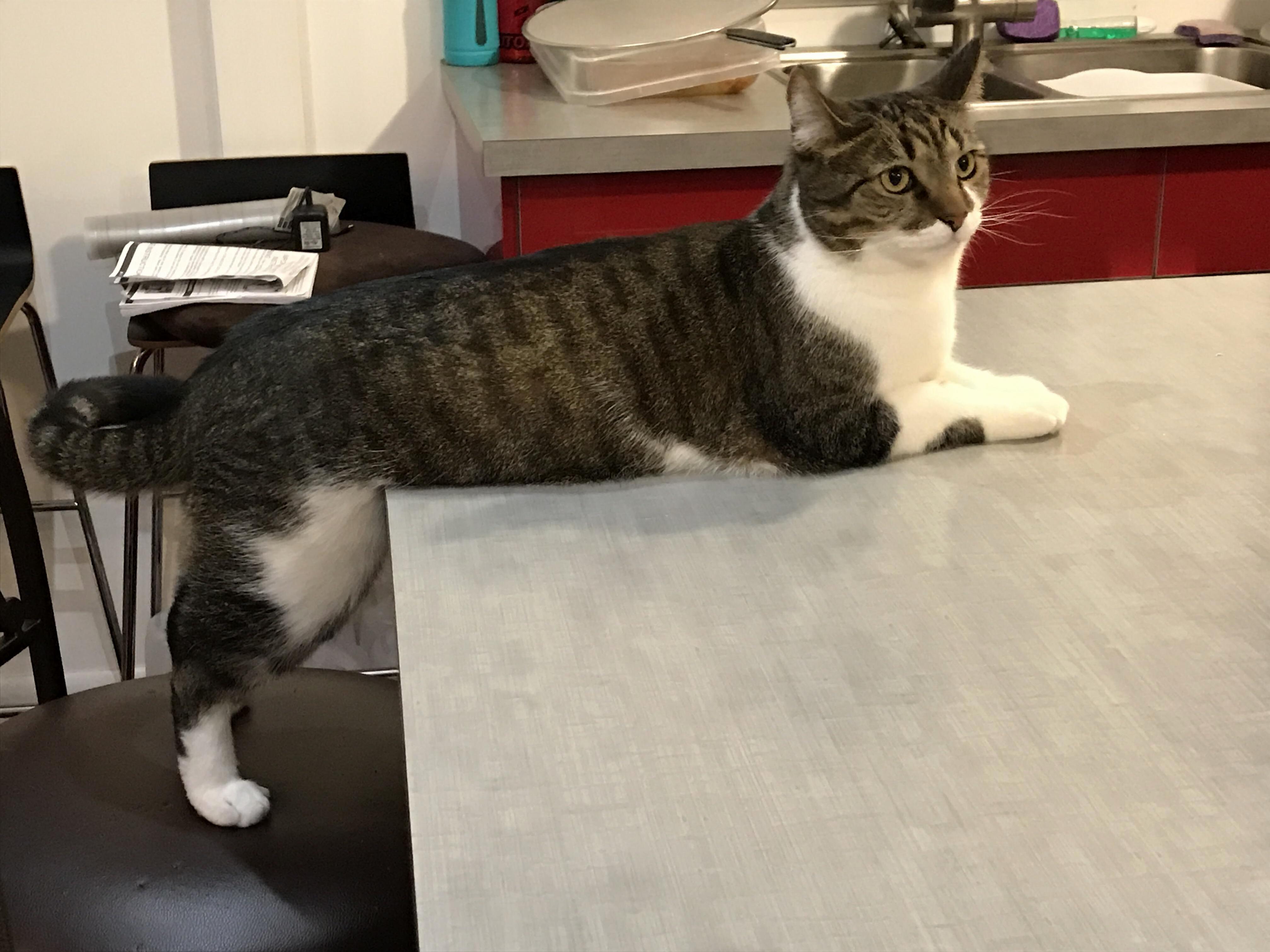 He Loves Sitting Like This. X-post from Rtobycat