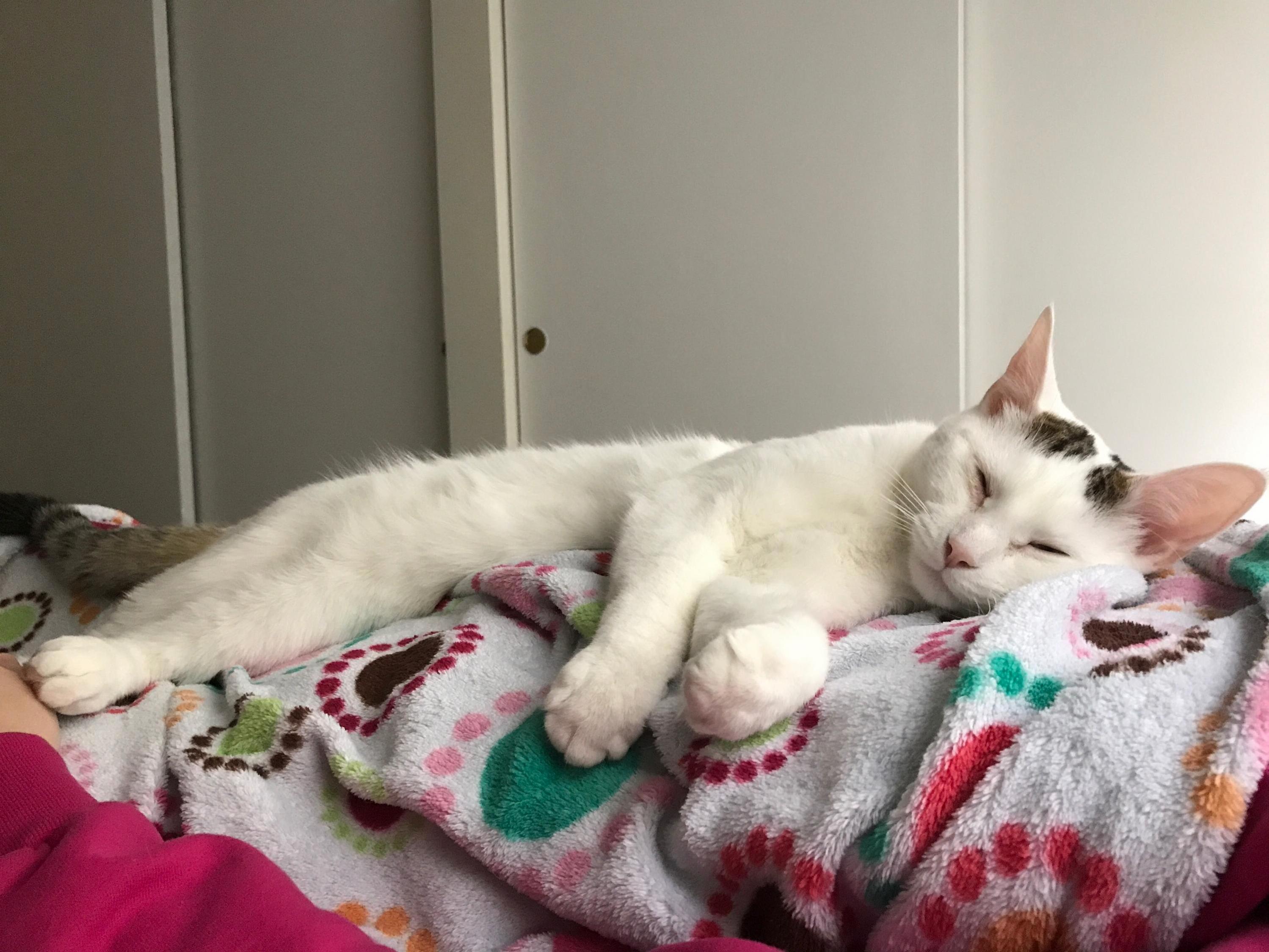 He Sleeps on My Stomach When We Binge Netflix