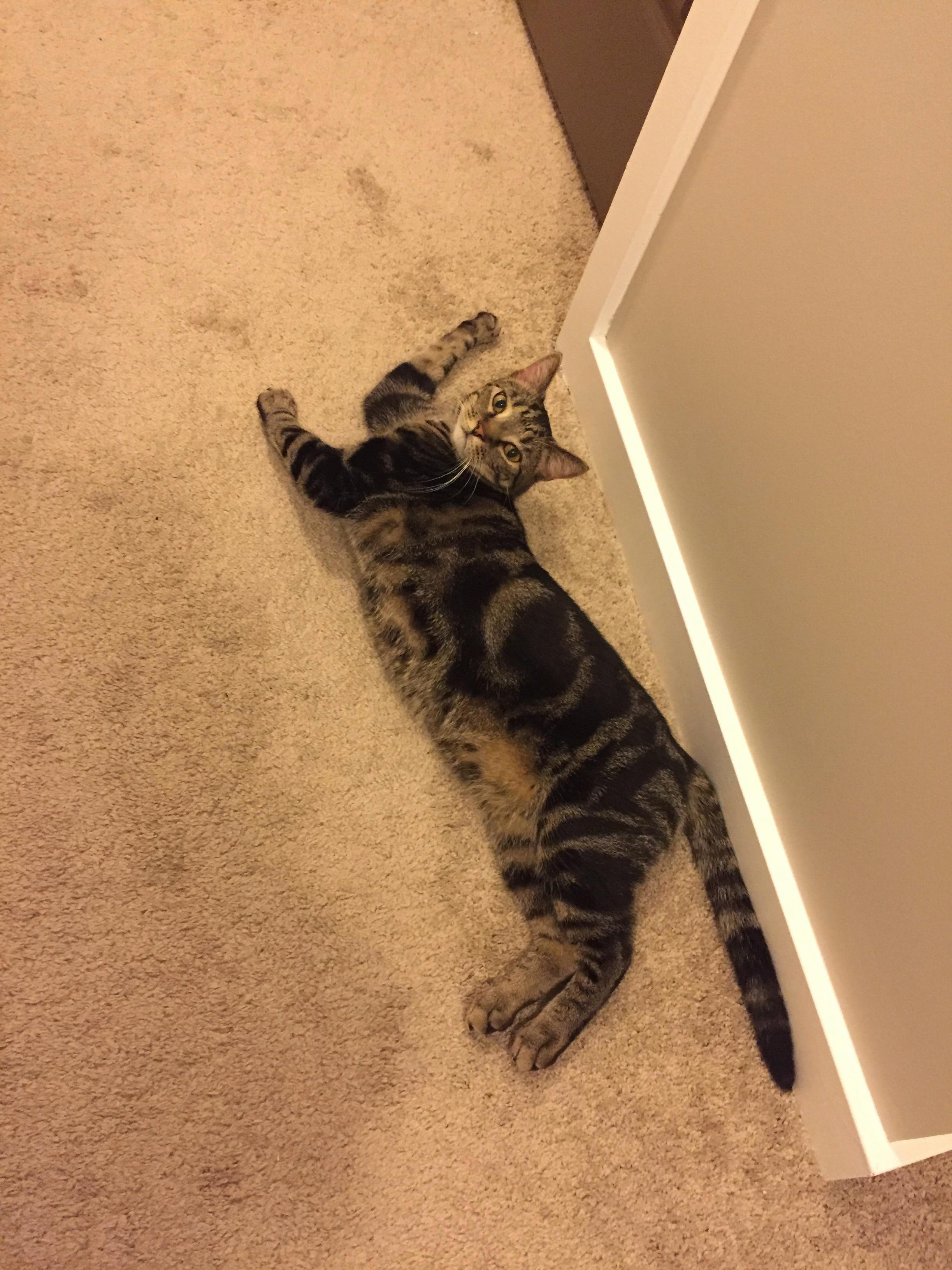 He Stayed in This Position When He Saw Me Taking a Picture.