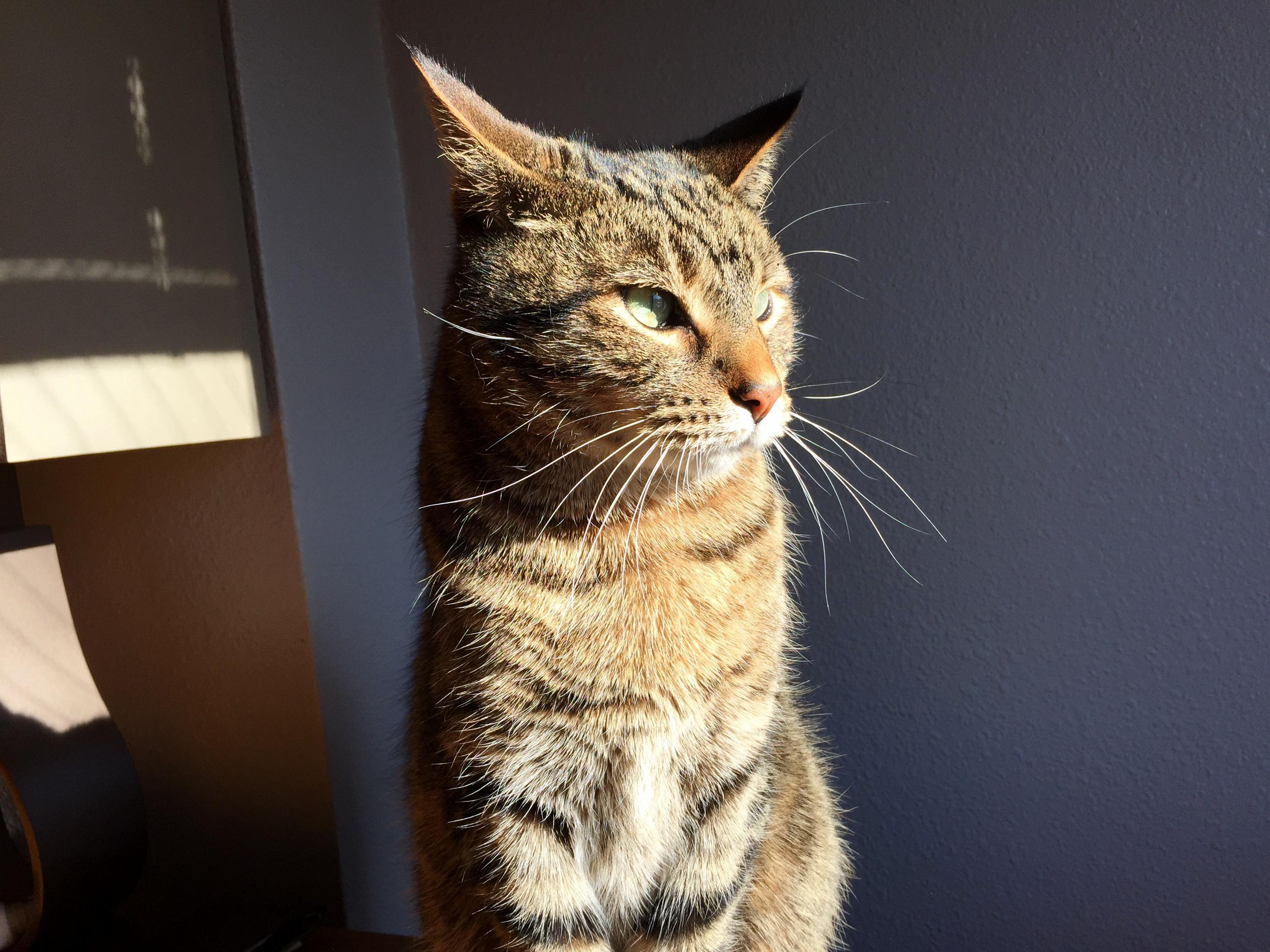 He Waits for the Birds...
