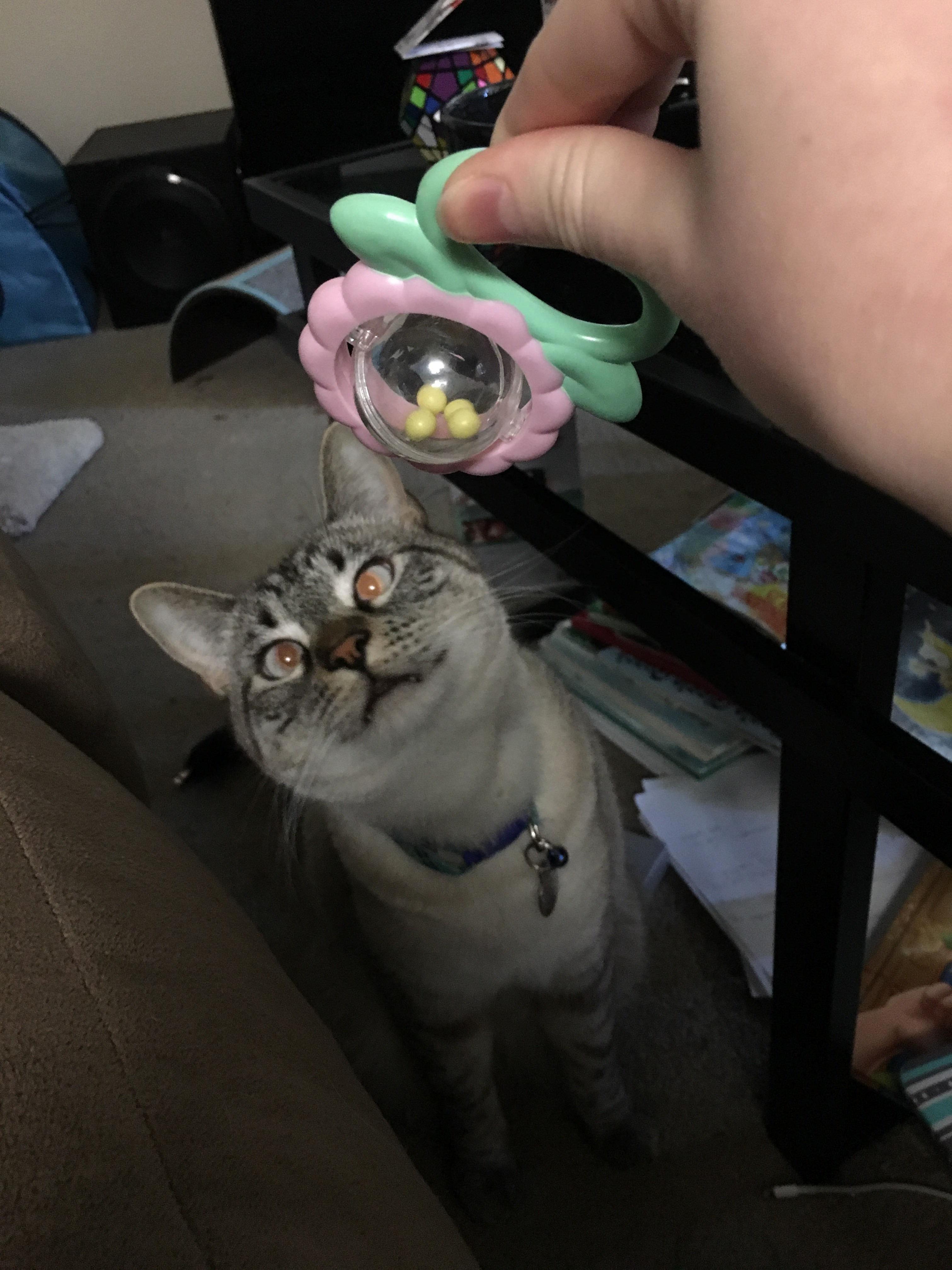 He Was Fascinated by the Rattle