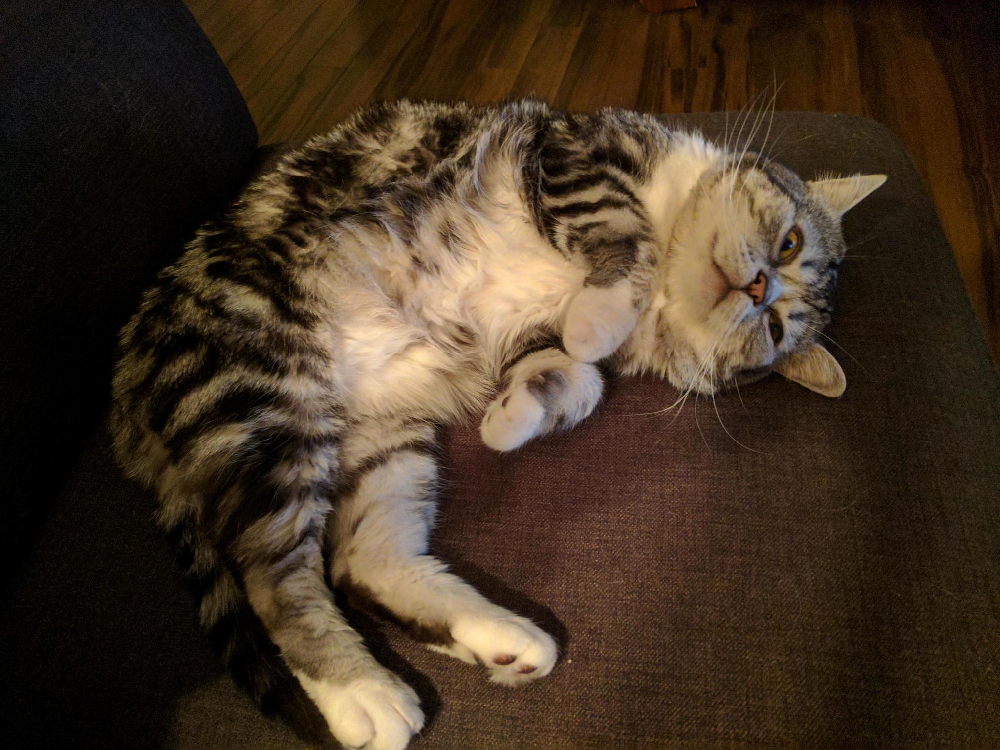 He Was So Terrified at the Shelter That No One Would Give Him a Chance. We Both Hit the Jackpot.