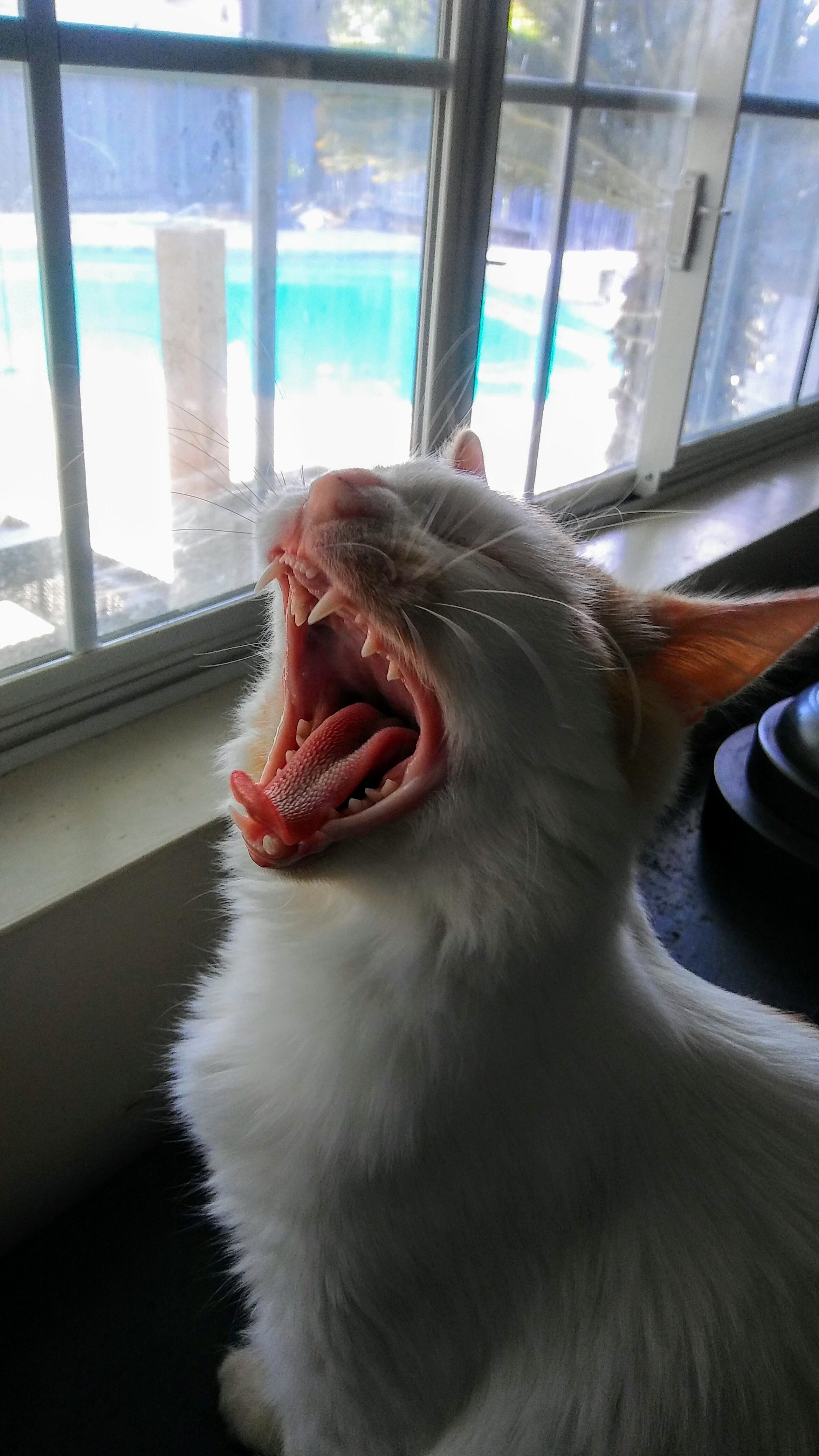 Hear Me Roar