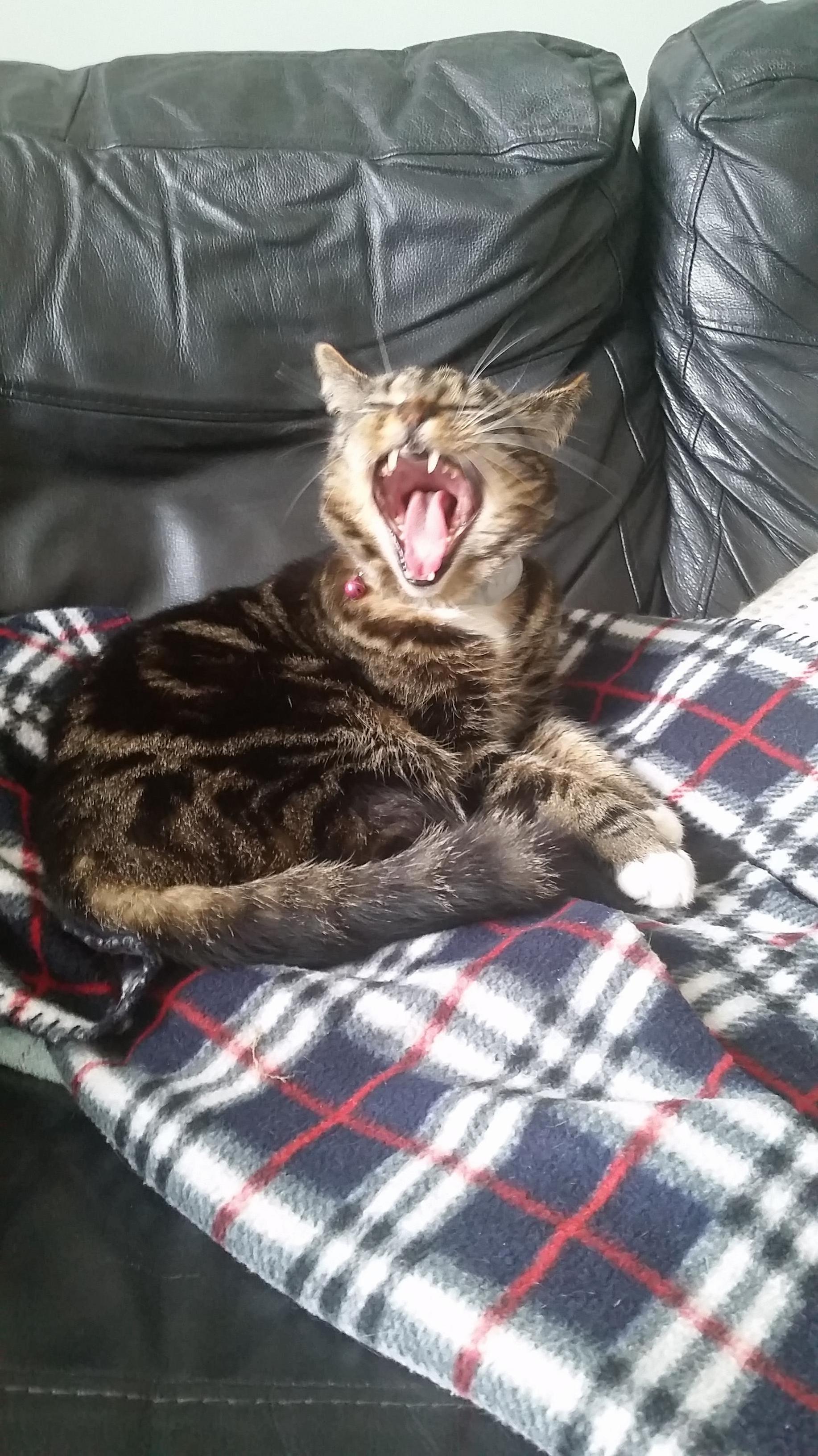 Hello . Today I Jumped Out of a Second Storey Window. Landed on All 4s and Carried on My Hunt for Birds. Anyone Else Had This Happen