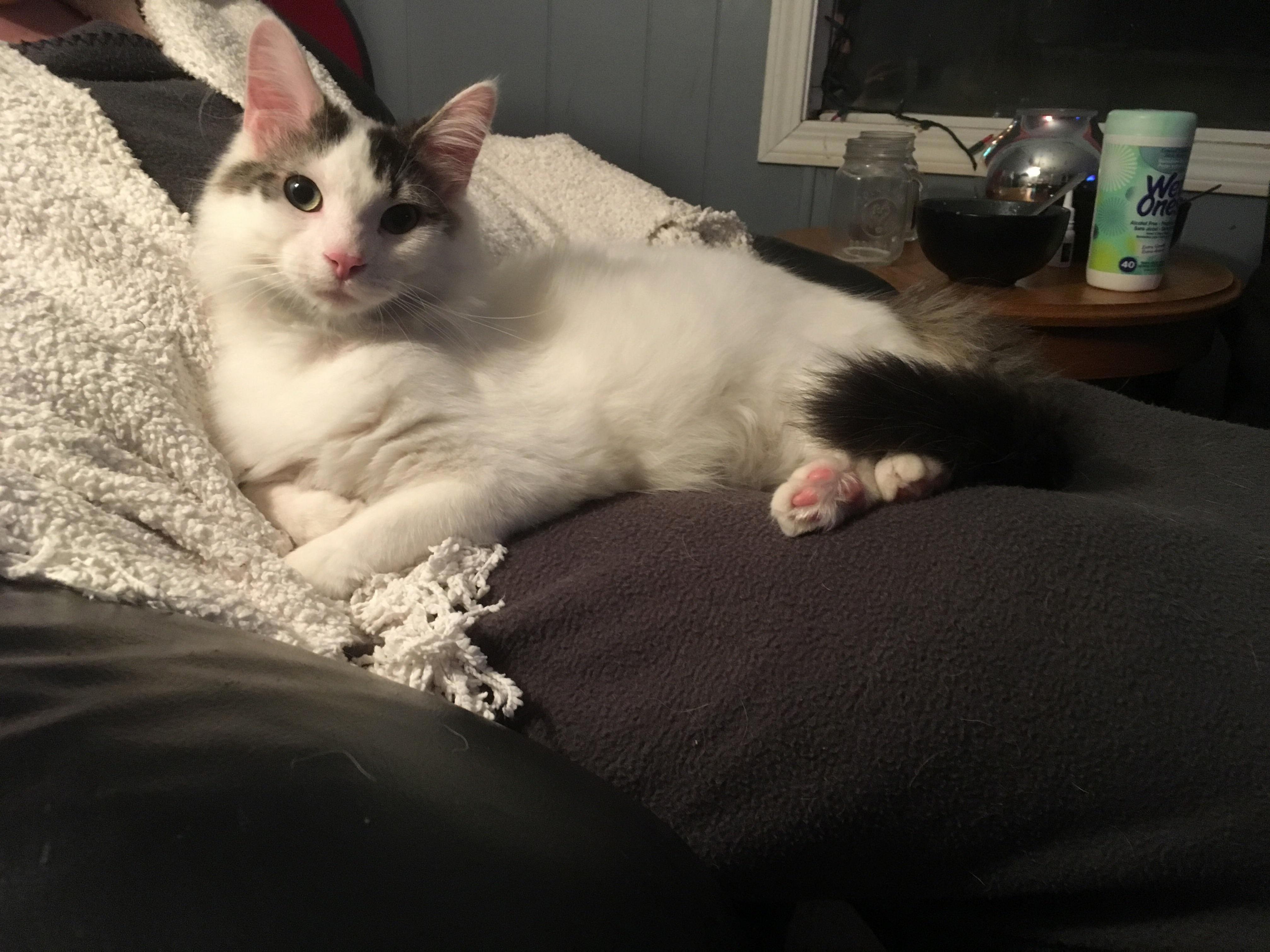 Hello Rcats Meet Pippin. We Just Adopted Him from Our Local Shelter Today. He Is Settling in Nicely.