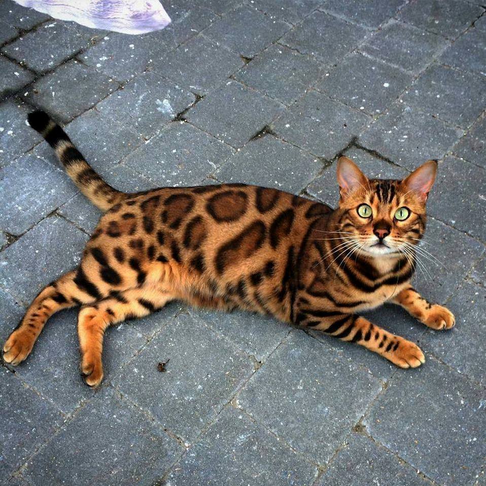 Here Is My Baby Bengal Boss