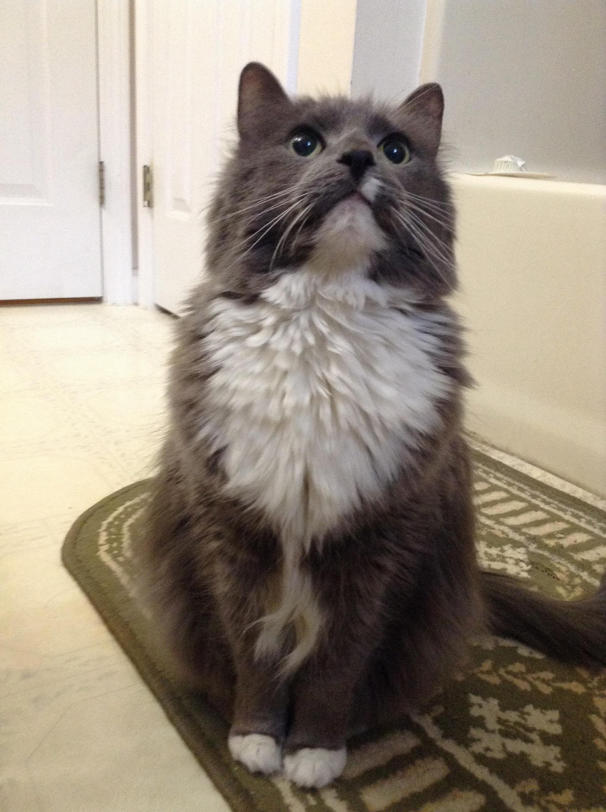 Heres Manny. I Ve Had Him for 13 Years but I Still Dont Know What Breed He Is. but He Cute.