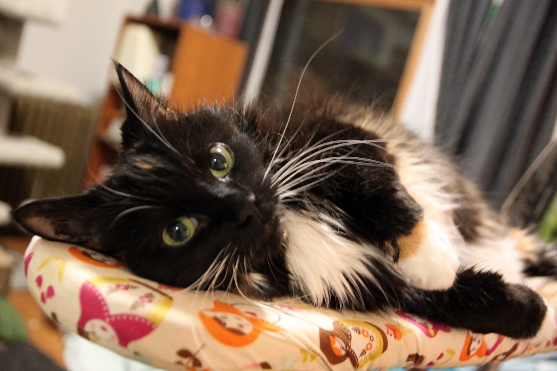 Heres One of My Cats Shiva