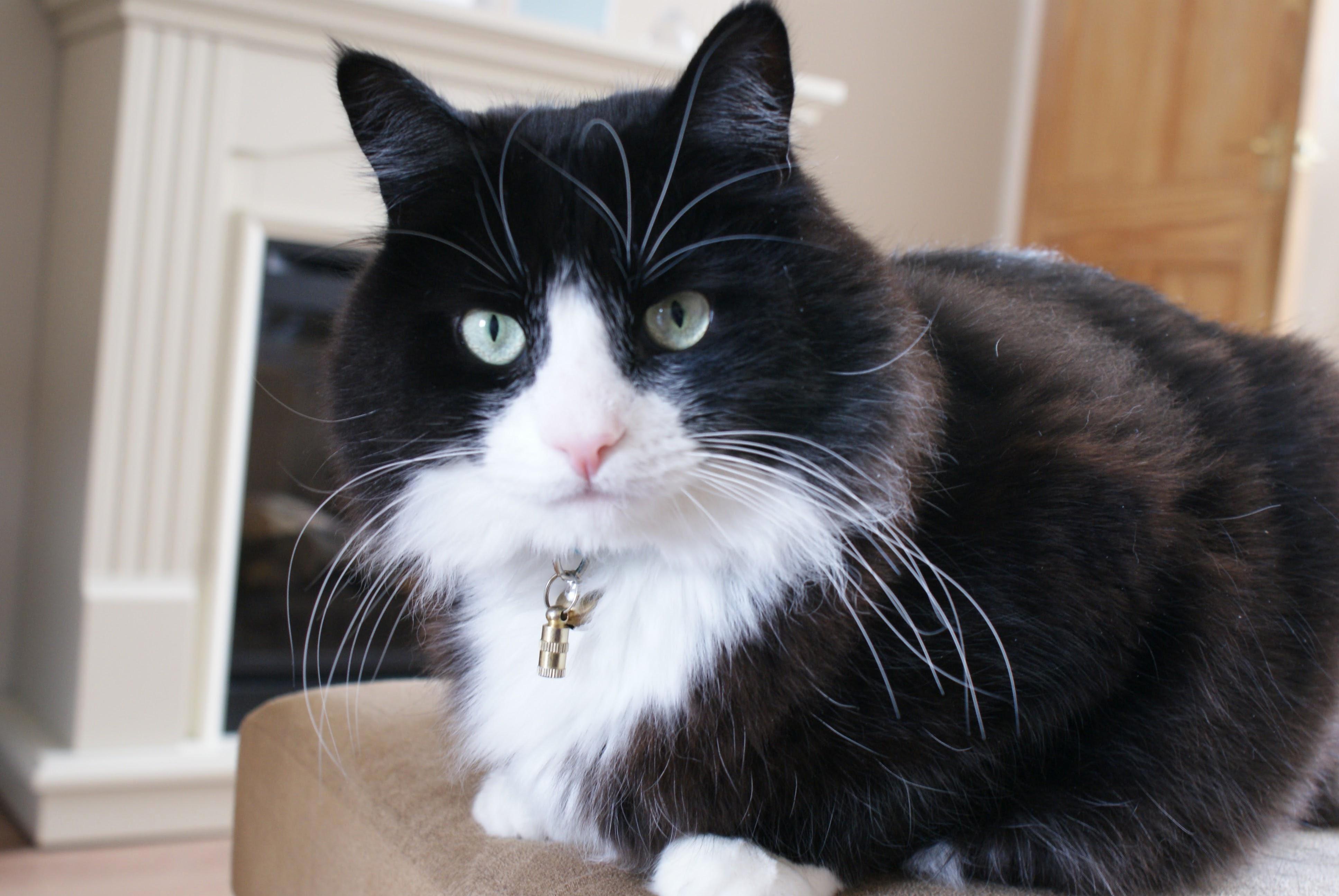 Heres Our Big Fluffy Boy Monty