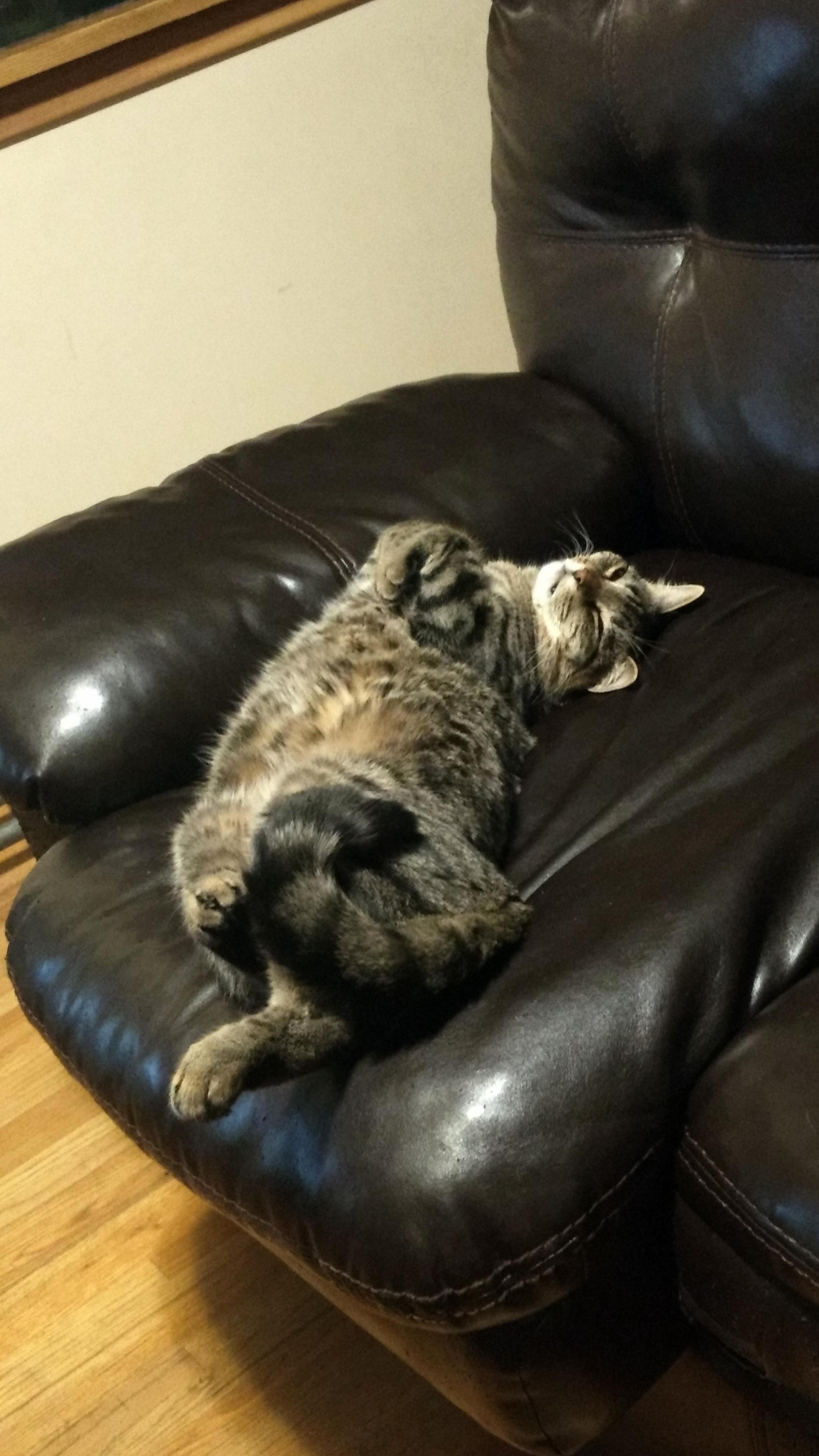 Hes Either Super Comfortable or Dead...