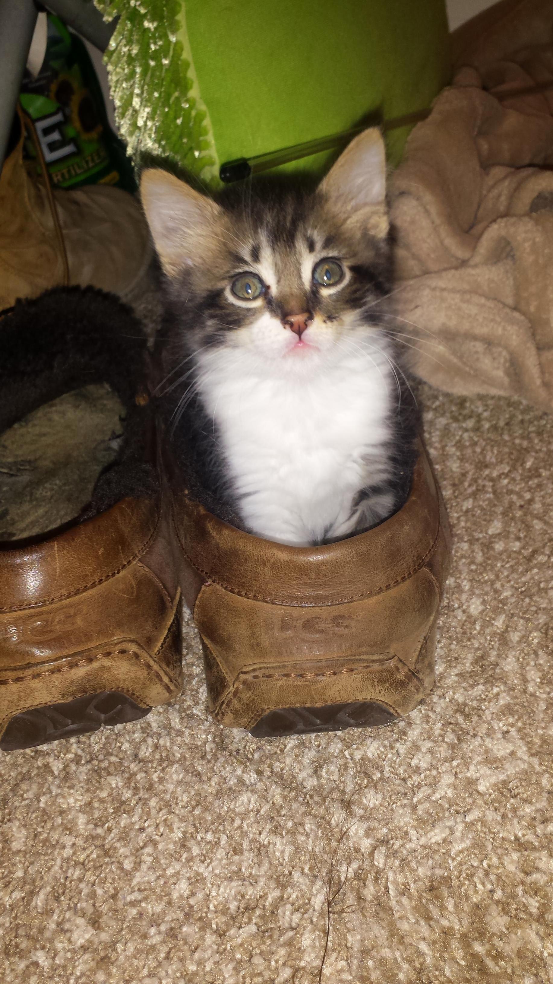 Hes Perfect