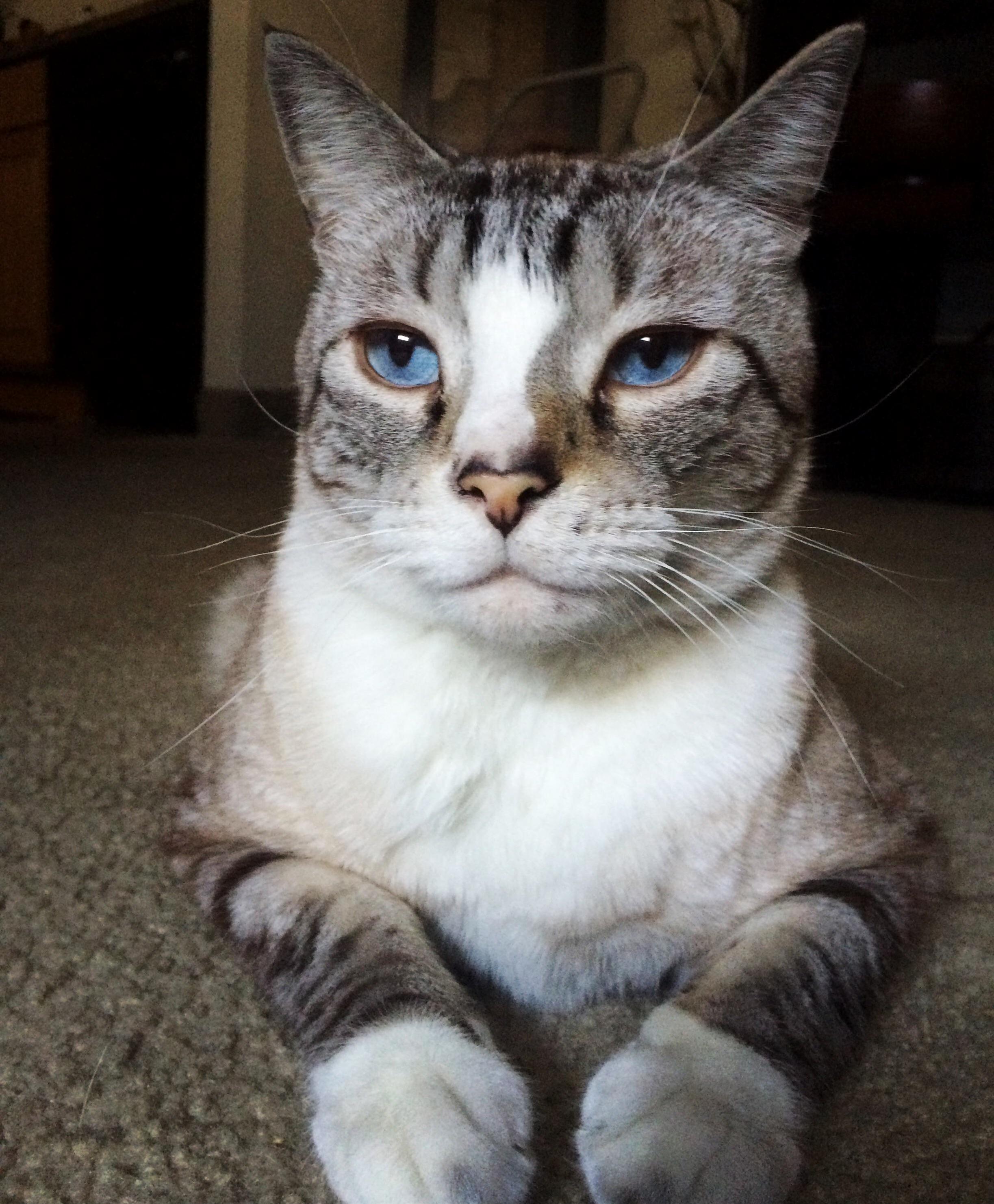 Hes So Majestic Meet Sydd