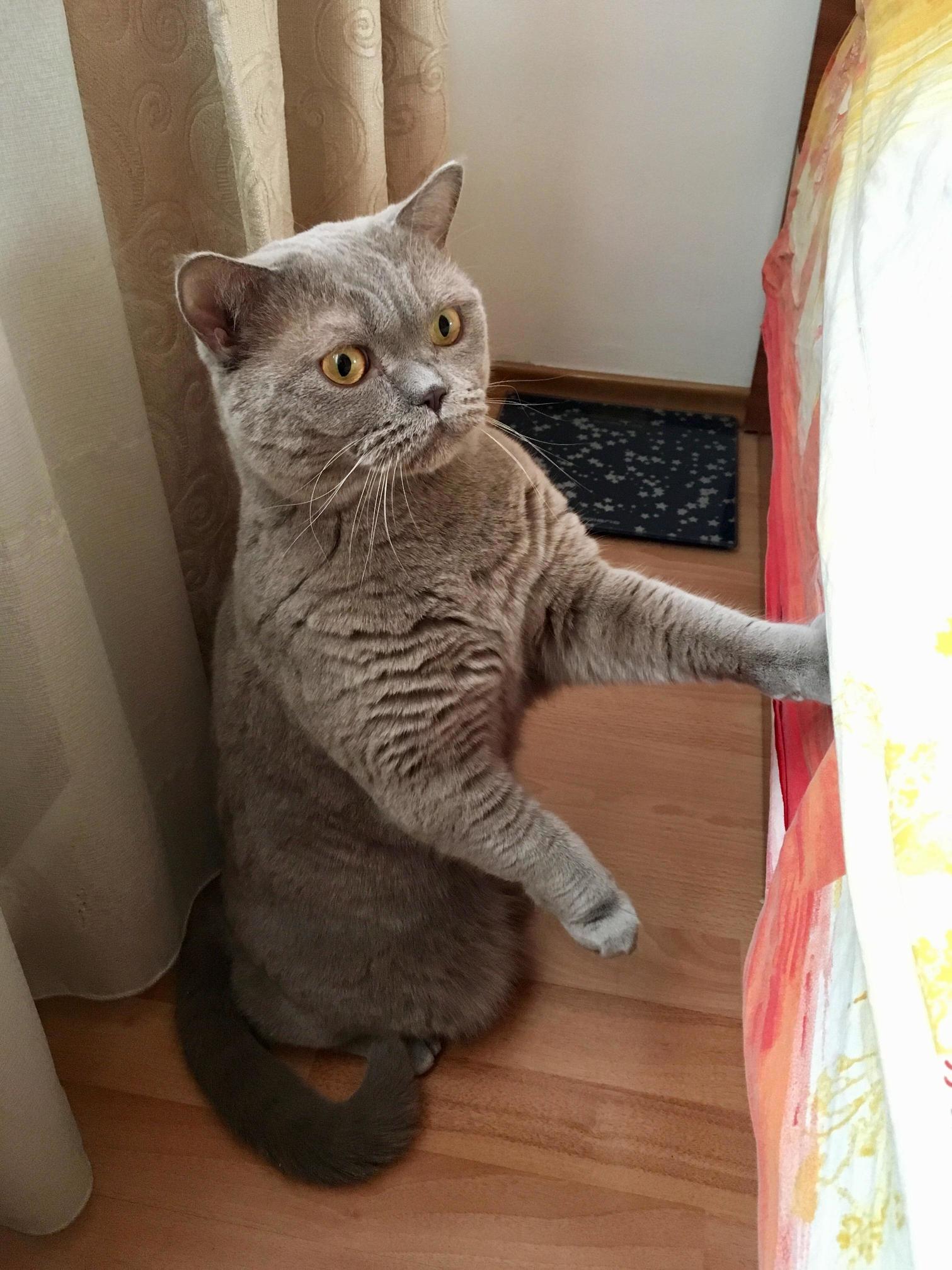 Hes Standing Like a Meercat