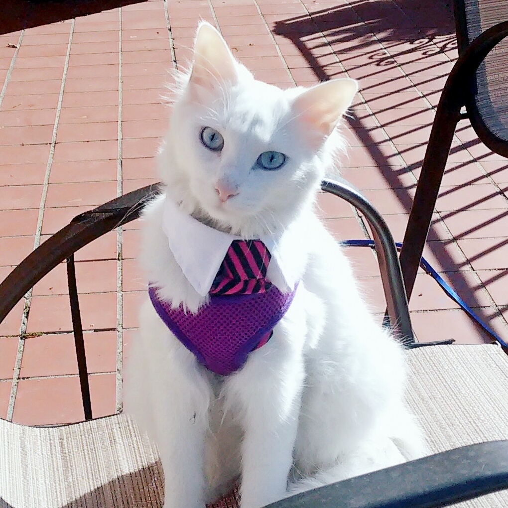 Hi Im Boo the Deaf Kitty