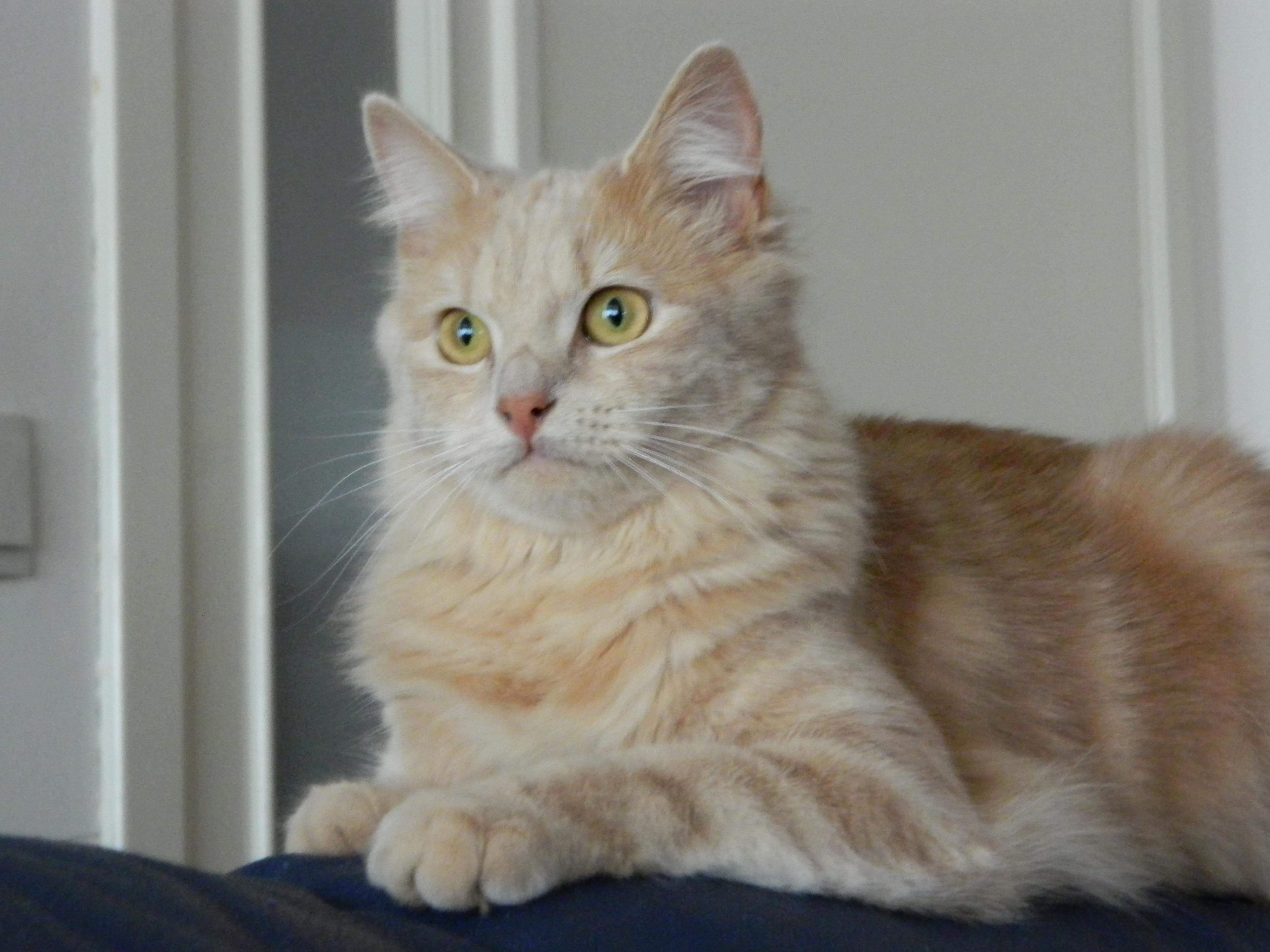 Hi Meet Mia the Meow Princes