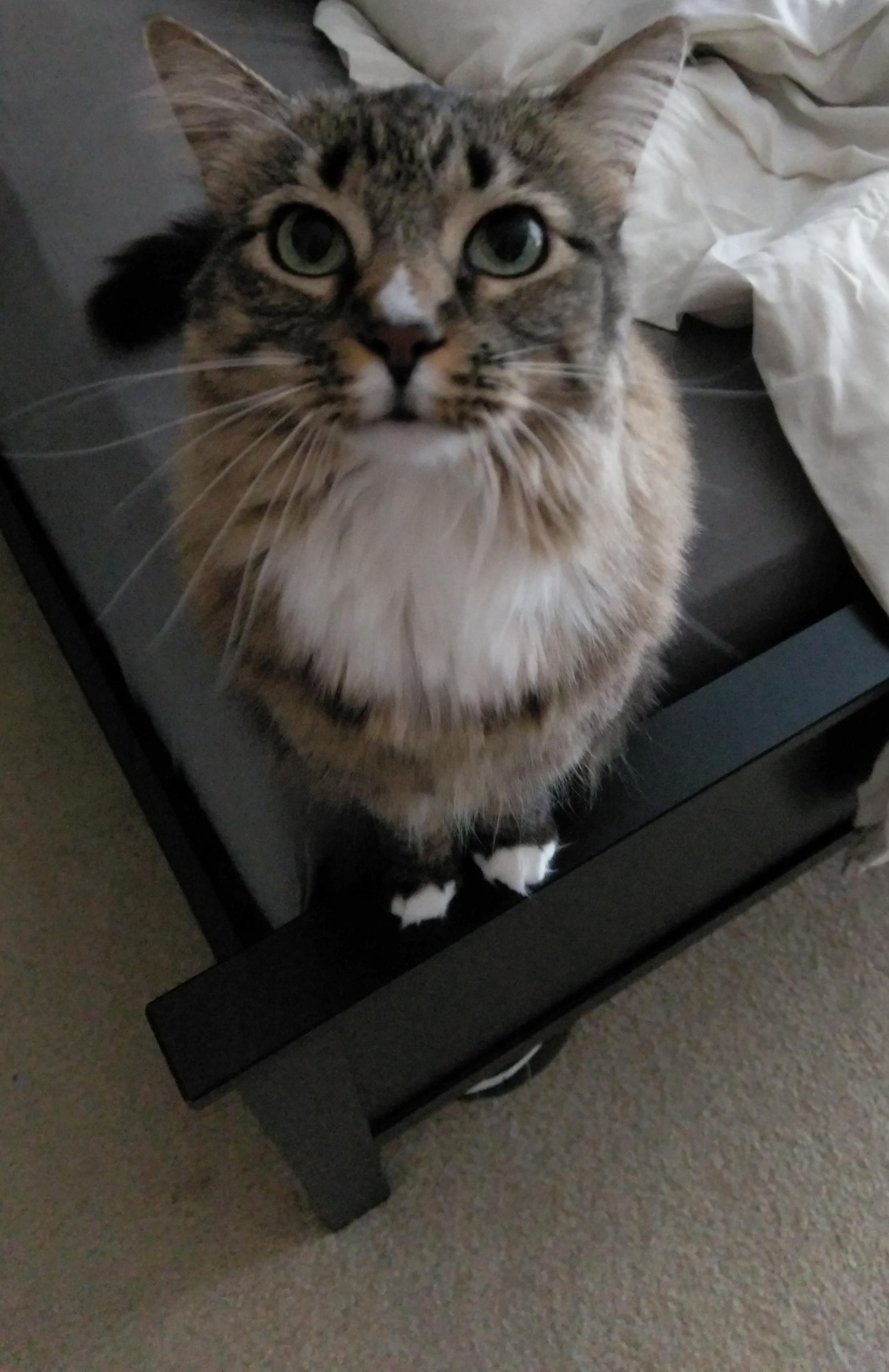 Hi There Human