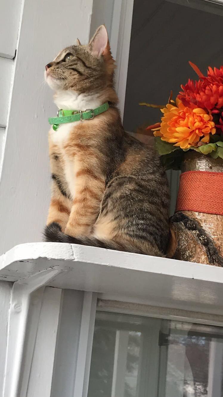 How Majestic
